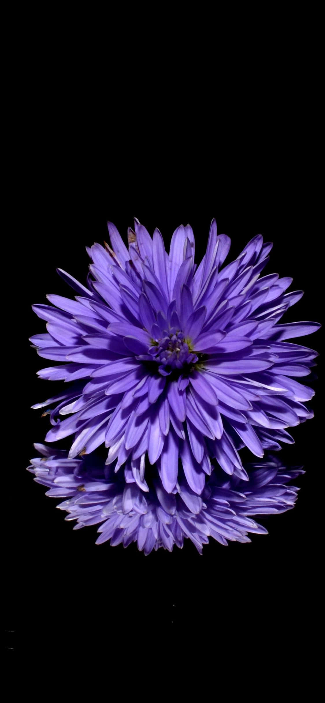 isang lilang bulaklak na sumasalamin sa isang itim na ibabaw Wallpaper