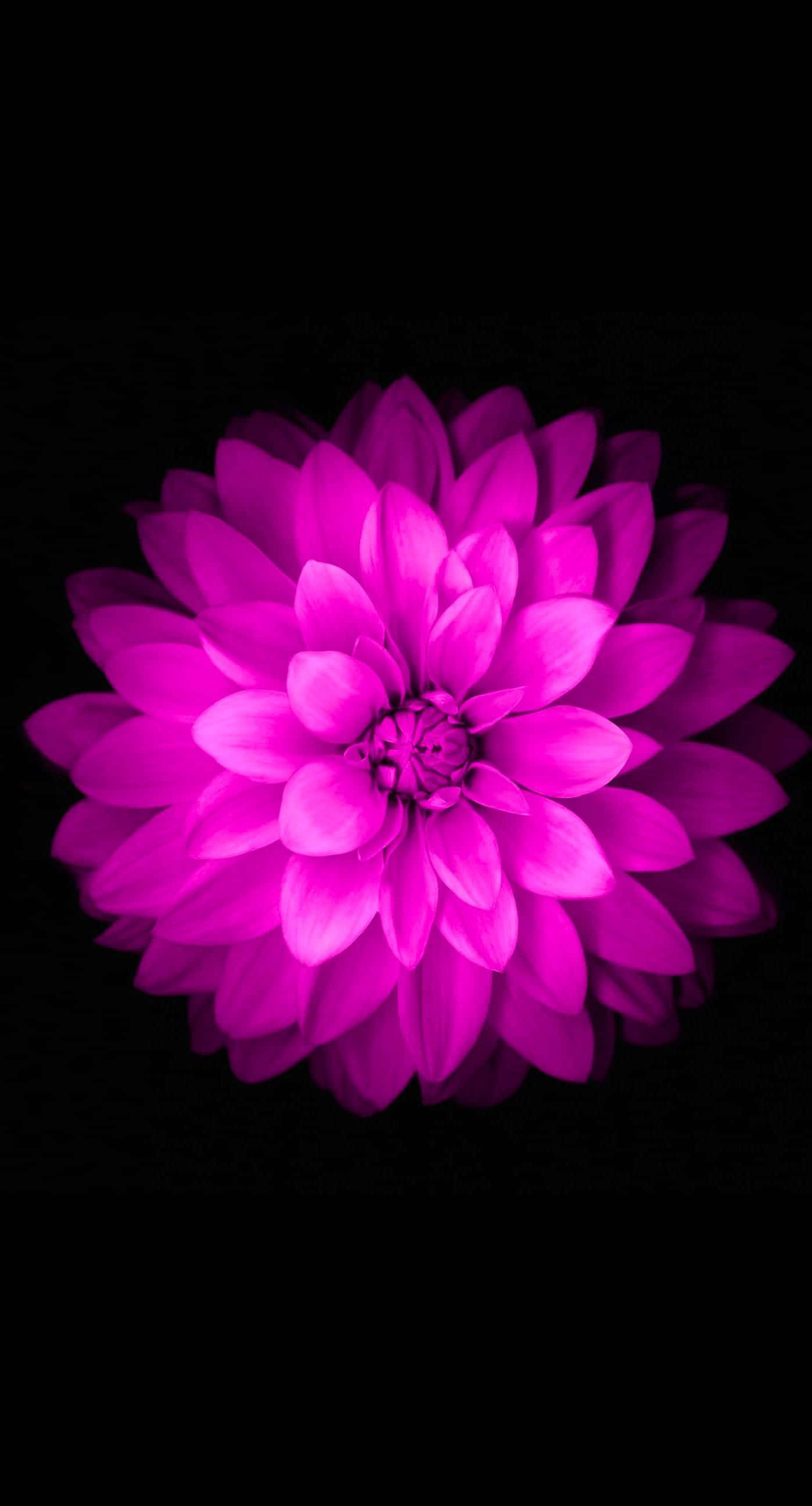 isang lilang bulaklak sa itim na background Wallpaper