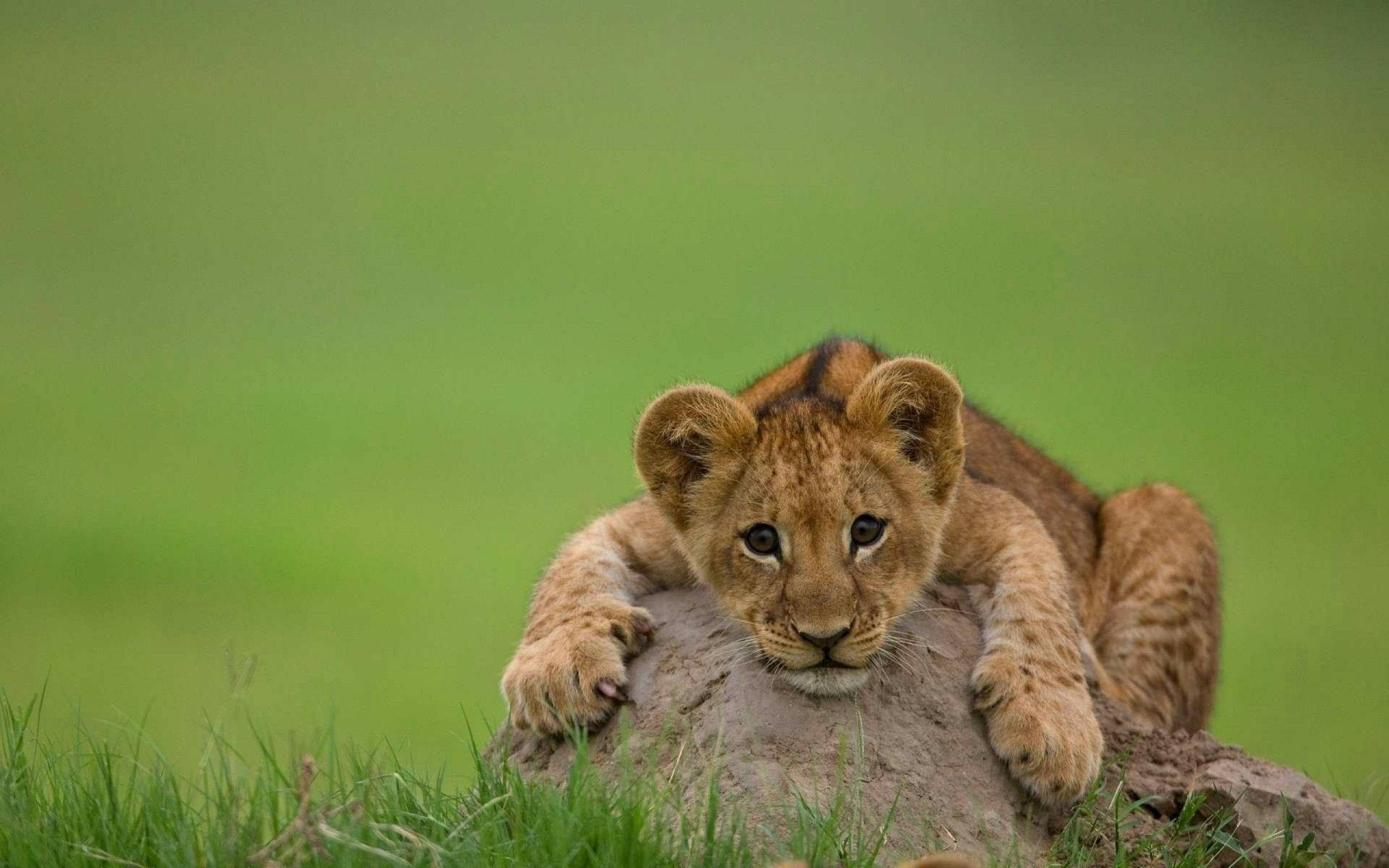 Isang Lion Cub na Natutulog sa Isang Bato Wallpaper