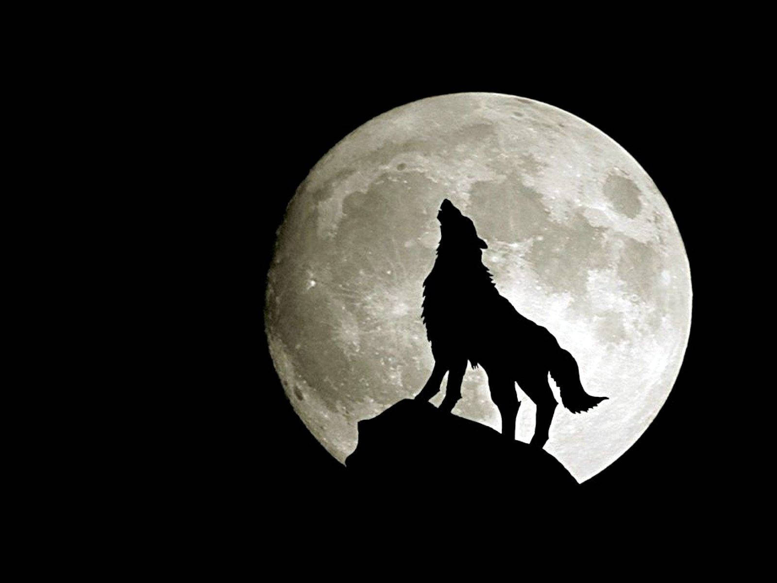 Isang Lobo na Umaangal sa Harap ng Kabilugan ng Buwan Wallpaper