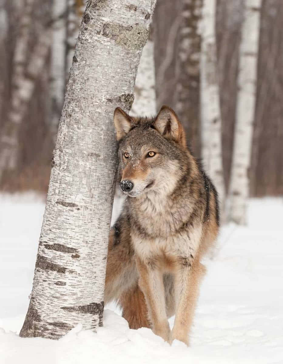 Isang mabangis at makapangyarihang cool na lobo na nakatitig sa lens ng kamera. Wallpaper