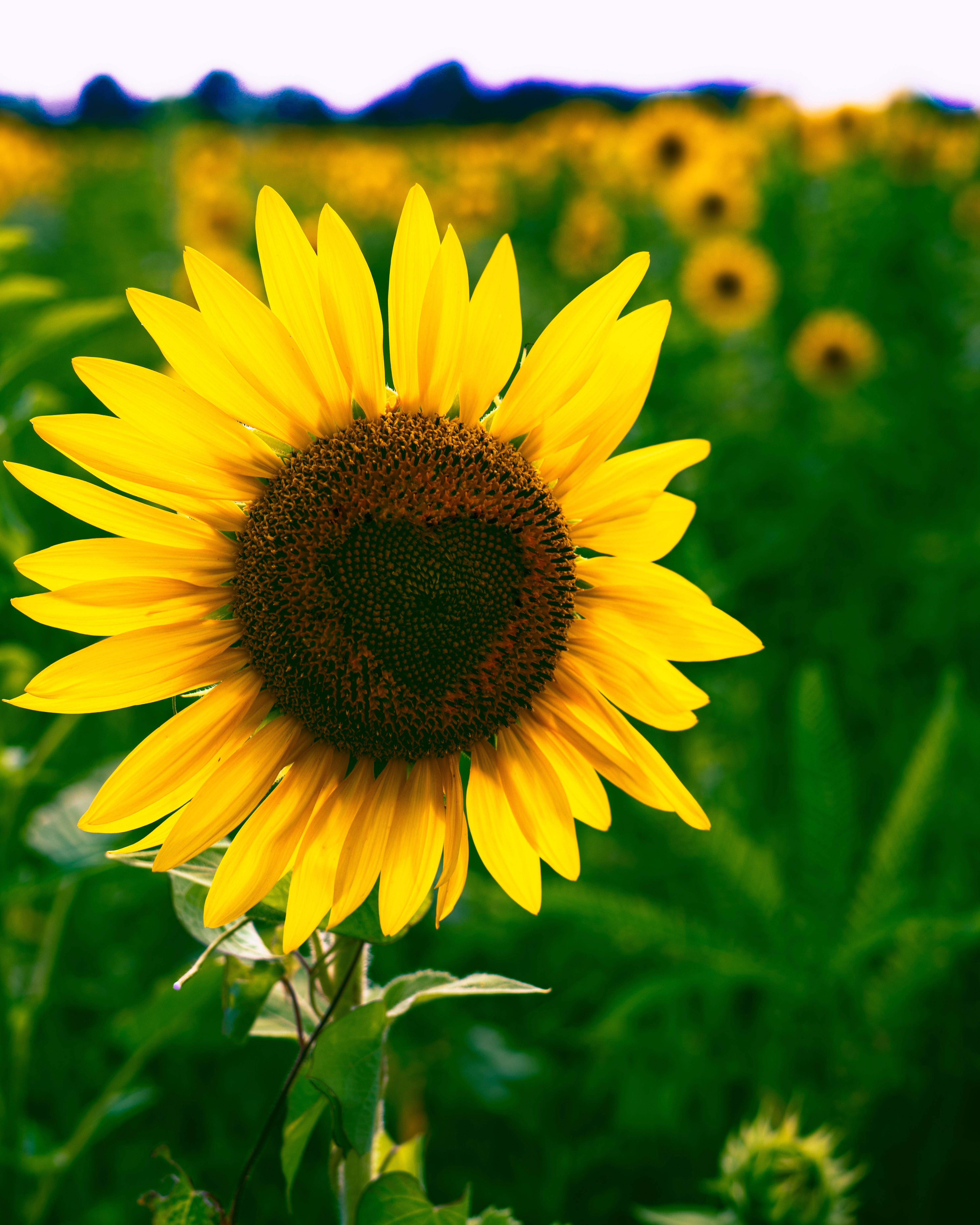 Isang macro shot ng isang sunflower na may hugis-pusong disc florets. Wallpaper