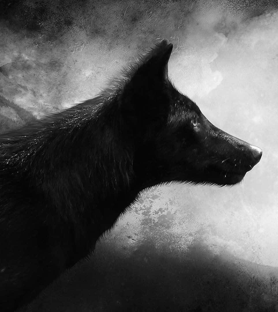 Isang magagandang black wolf sa gitna ng isang stunning sunset Wallpaper