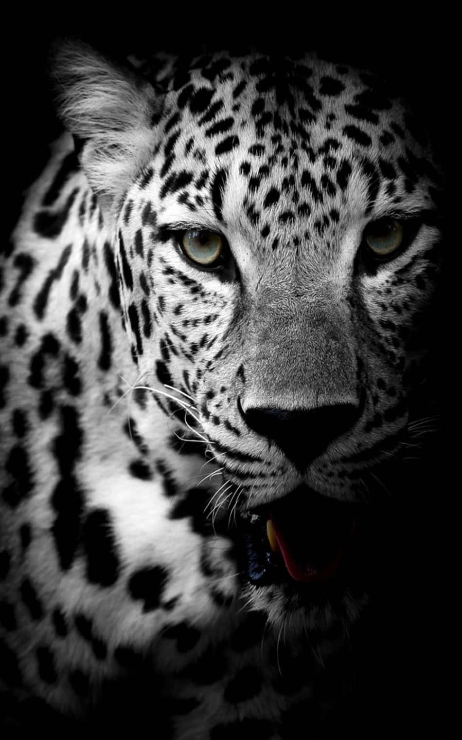 Isang maganda at makapangyarihang Itim na Jaguar Wallpaper