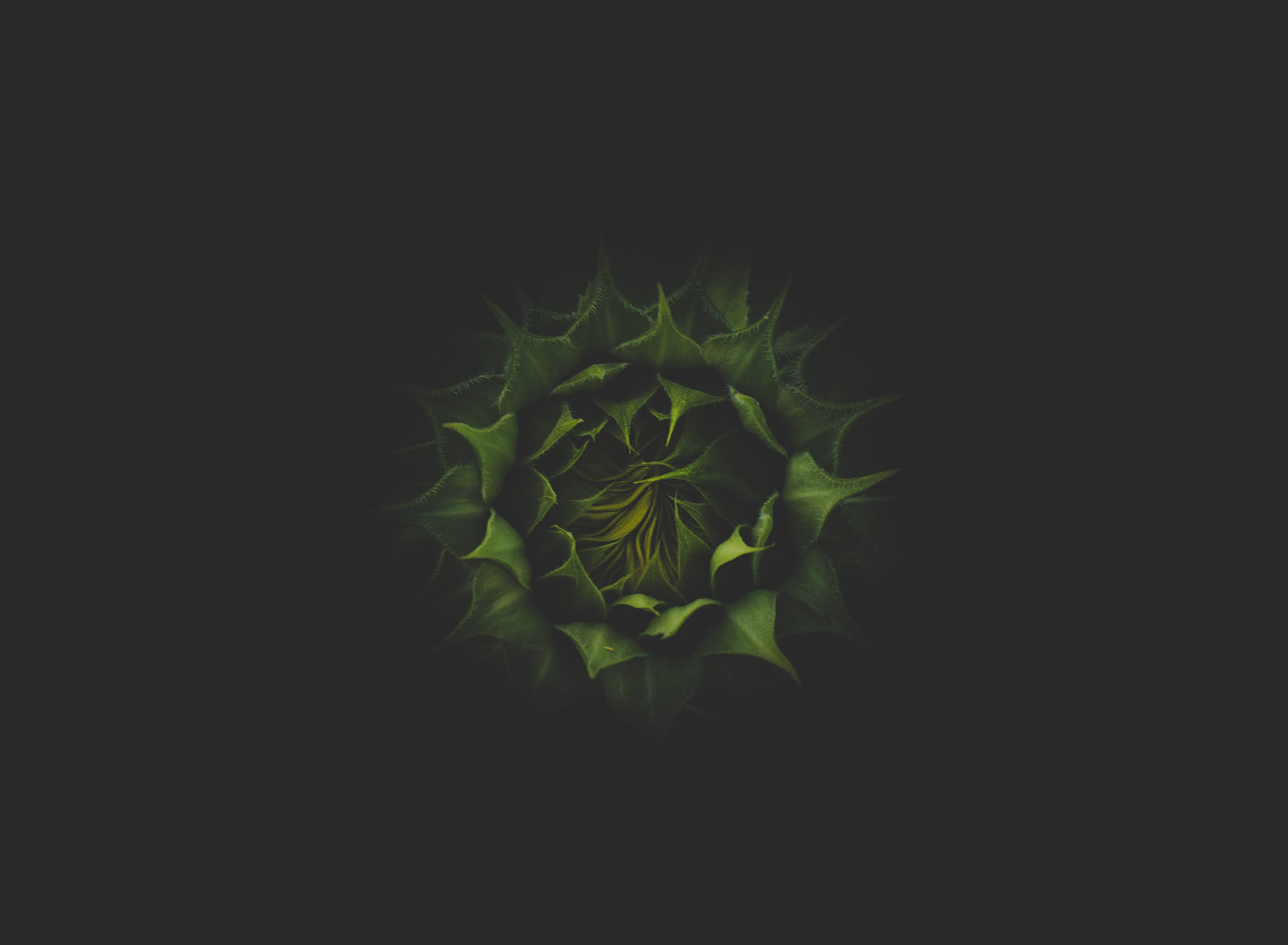 Isang Maganda, Pulang Sunflower na Nagniningning Laban sa Mayamang Madilim na Berdeng Background Wallpaper