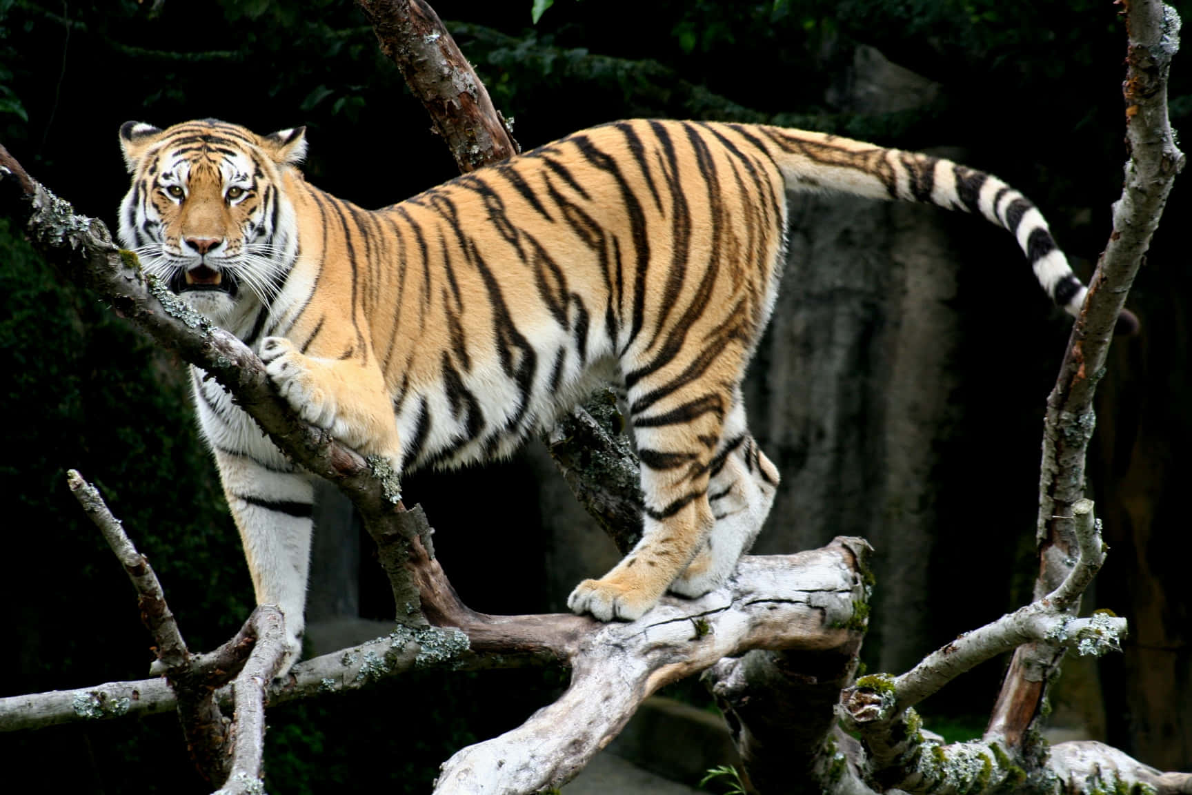 Isang magandang Bengal tigre na nakahiga sa ibabaw ng bato sa ligaw. Wallpaper