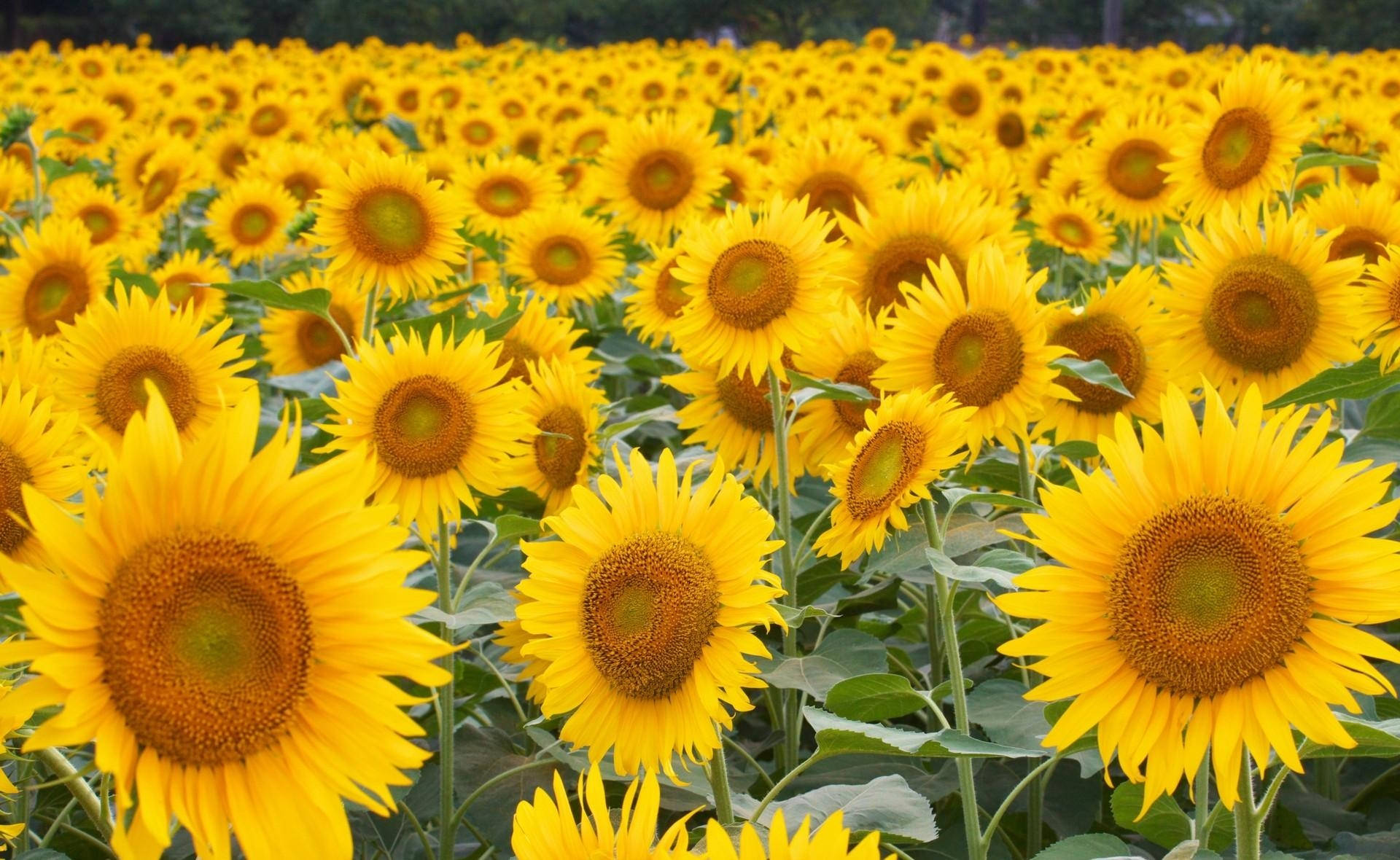Isang magandang bukirin ng mga nakasisilaw na dilaw na sunflower. Wallpaper
