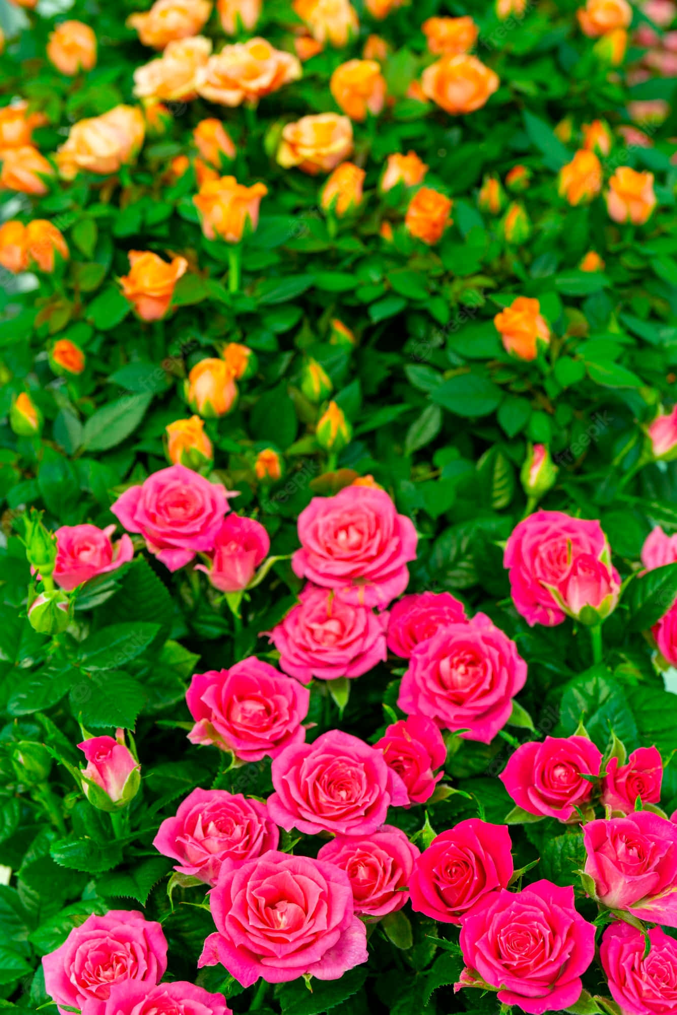 Isang magandang bulaklak na napapaligiran ng mga luntiang dahon laban sa asul na langit Wallpaper
