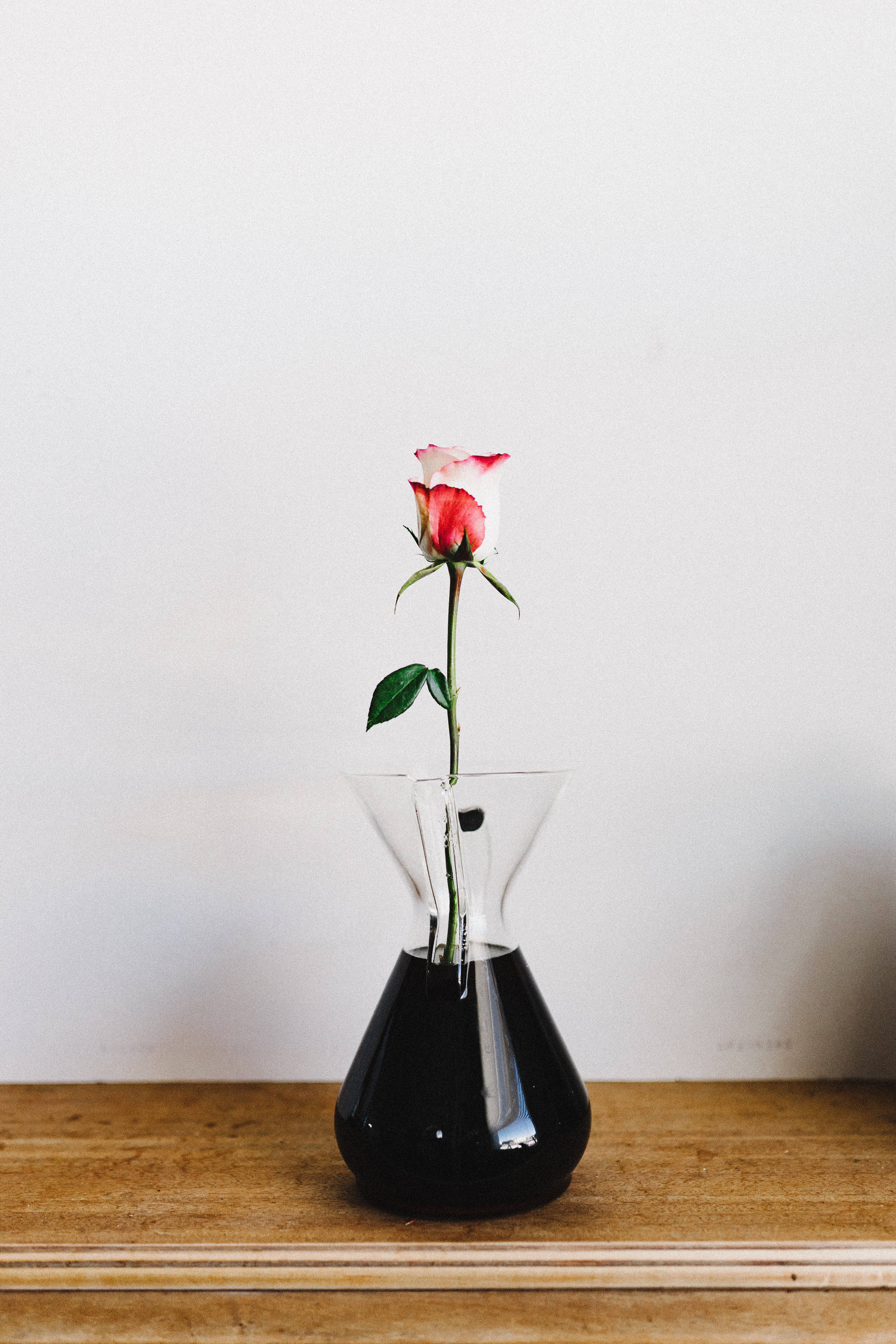 Isang magandang bulaklak ng rosas na nakalagay sa isang klasikong plorera. Wallpaper