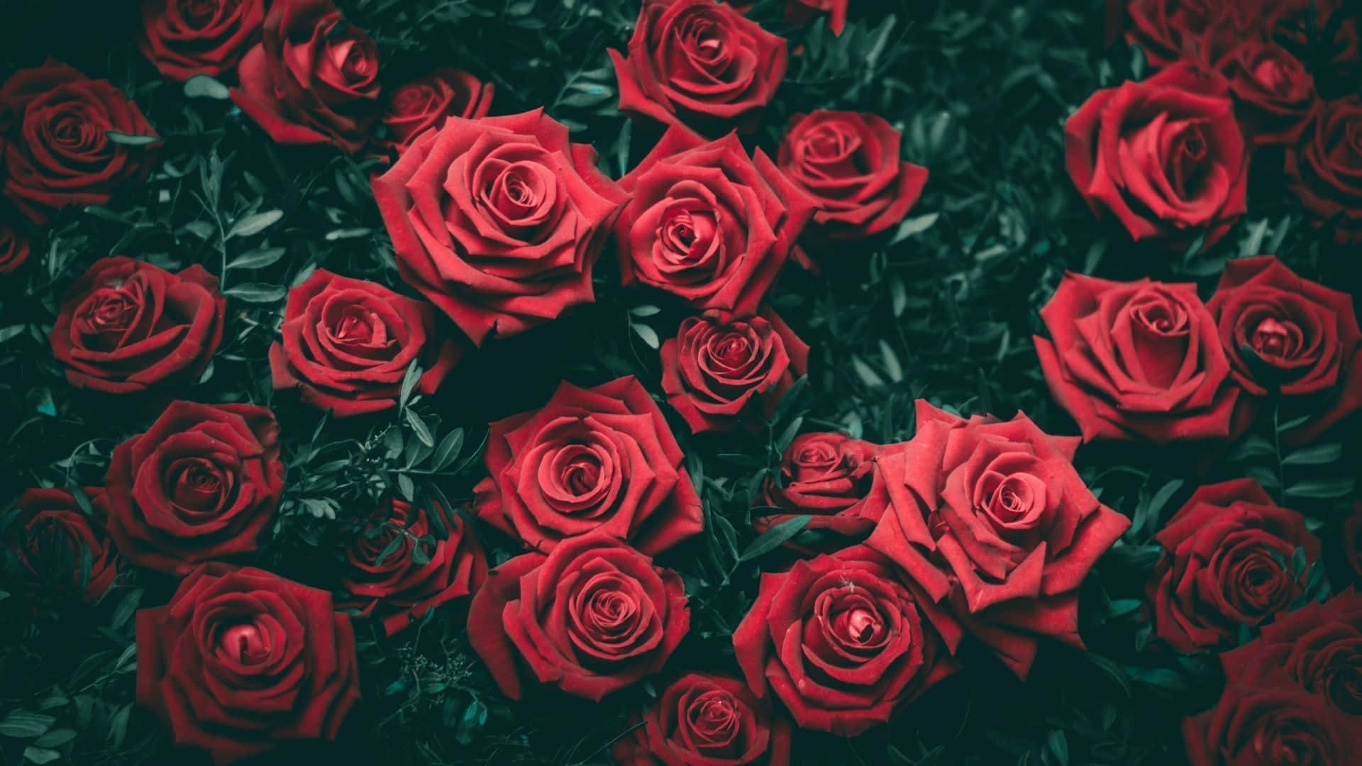 Isang magandang bulaklak sa Luntiang Halaman Wallpaper