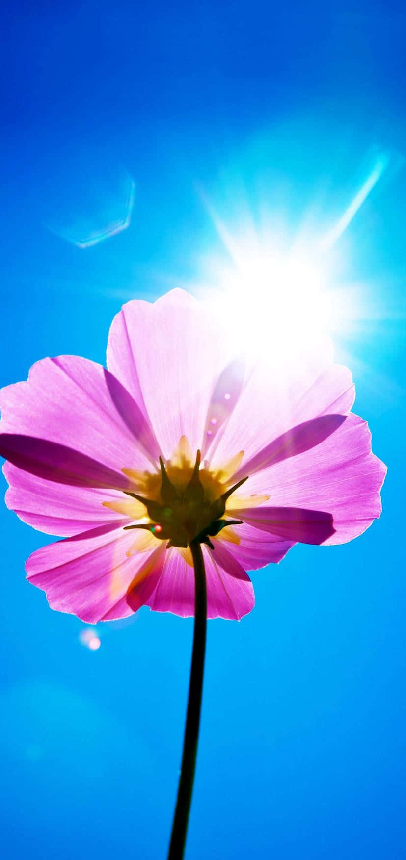 Isang magandang bungkos ng lilang bulaklak na namumulaklak. Wallpaper