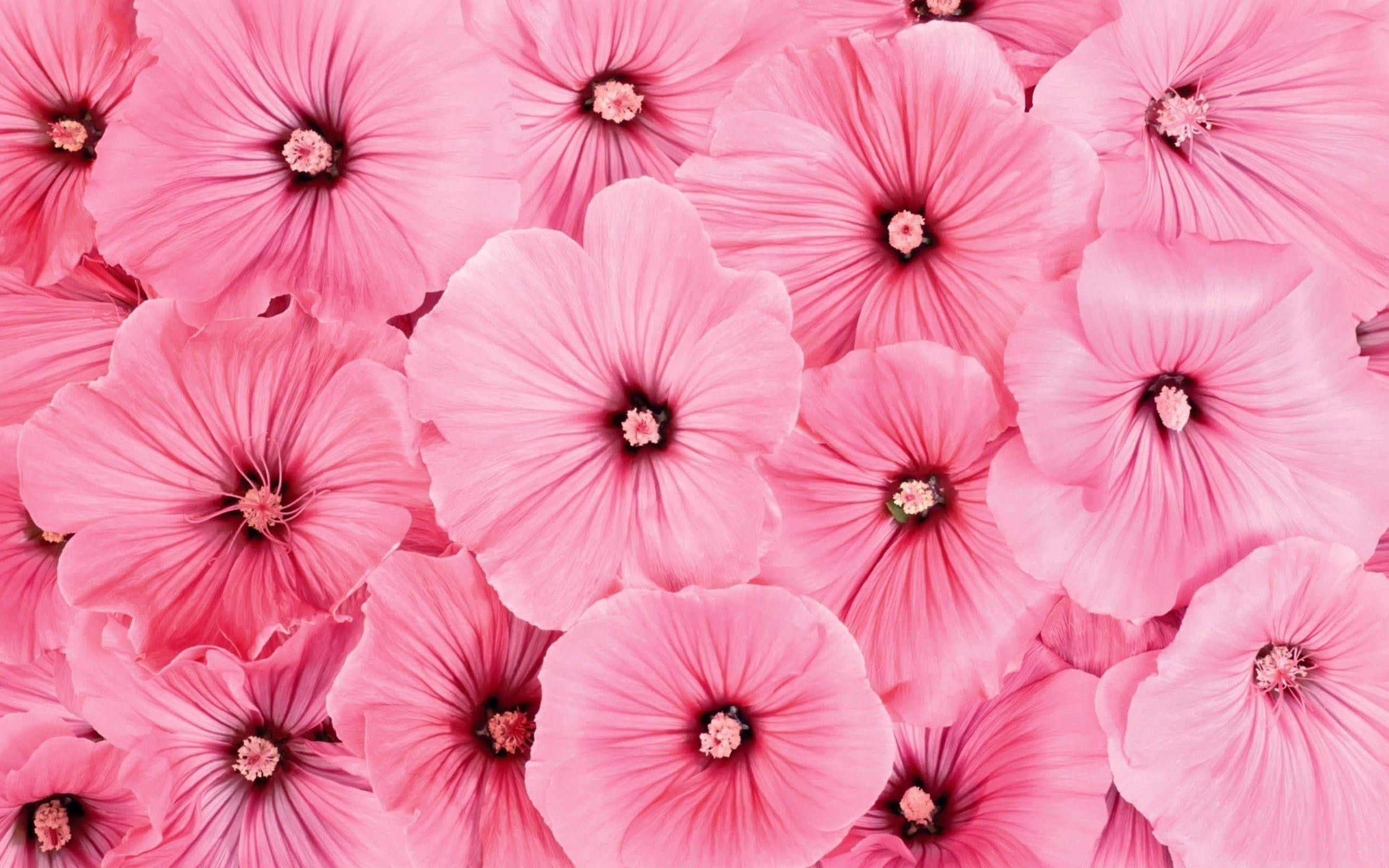 Isang magandang pink floral na background. Wallpaper