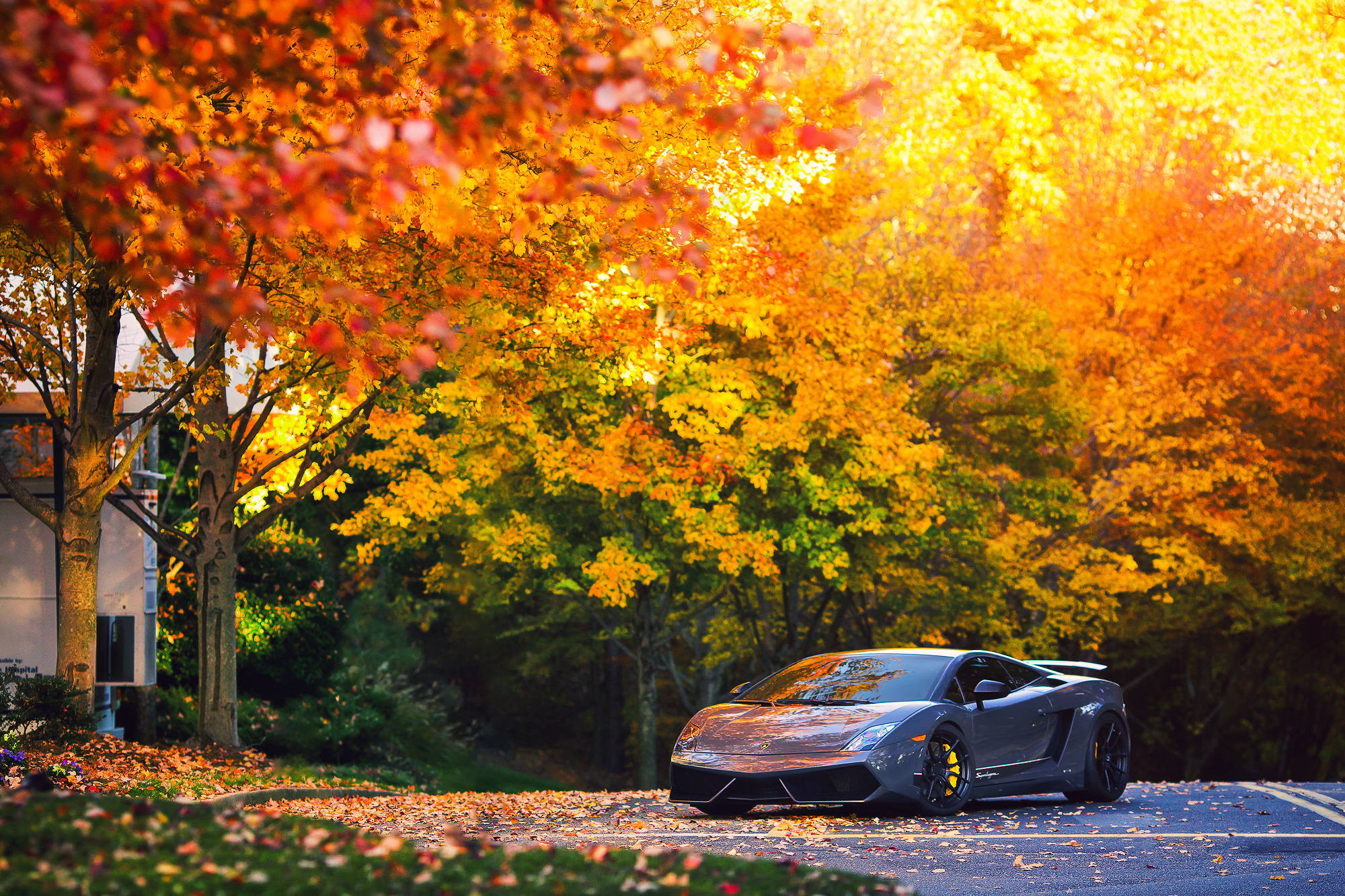 Isang Magandang Gray Lamborghini Gallardo na Dumaraan sa Preskong Hangin ng Taglagas Wallpaper