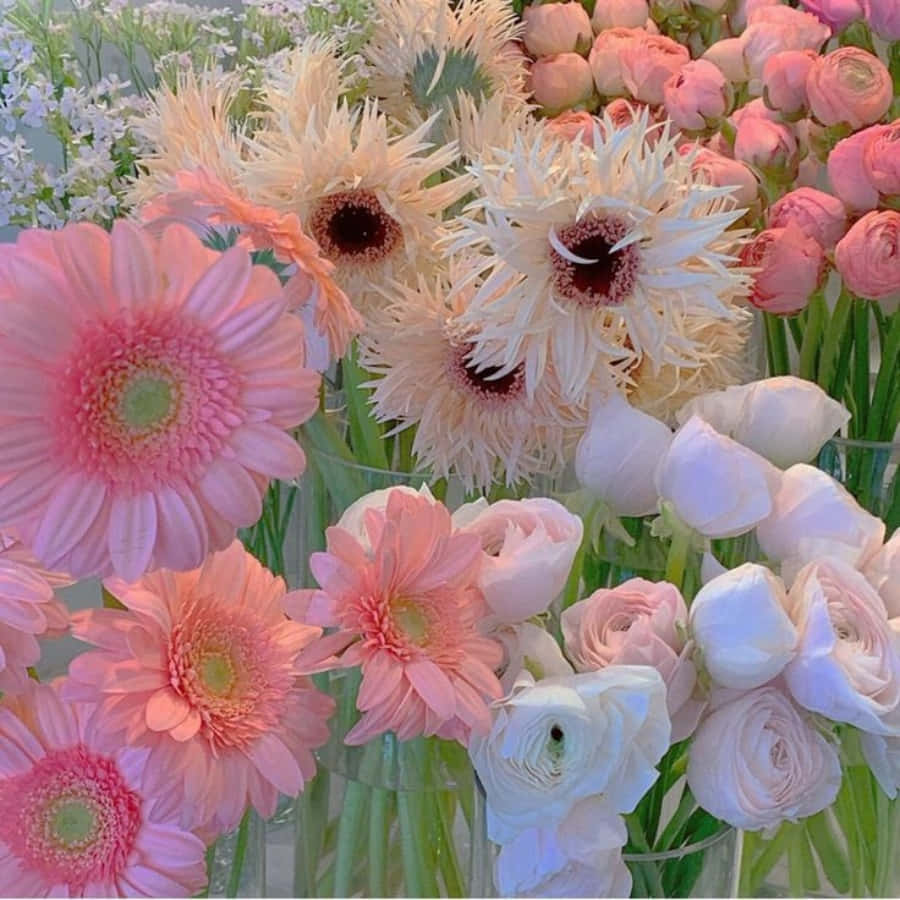 Isang magandang puti at rosas na bulaklak na namumulaklak sa mga buwan ng tag-init Wallpaper