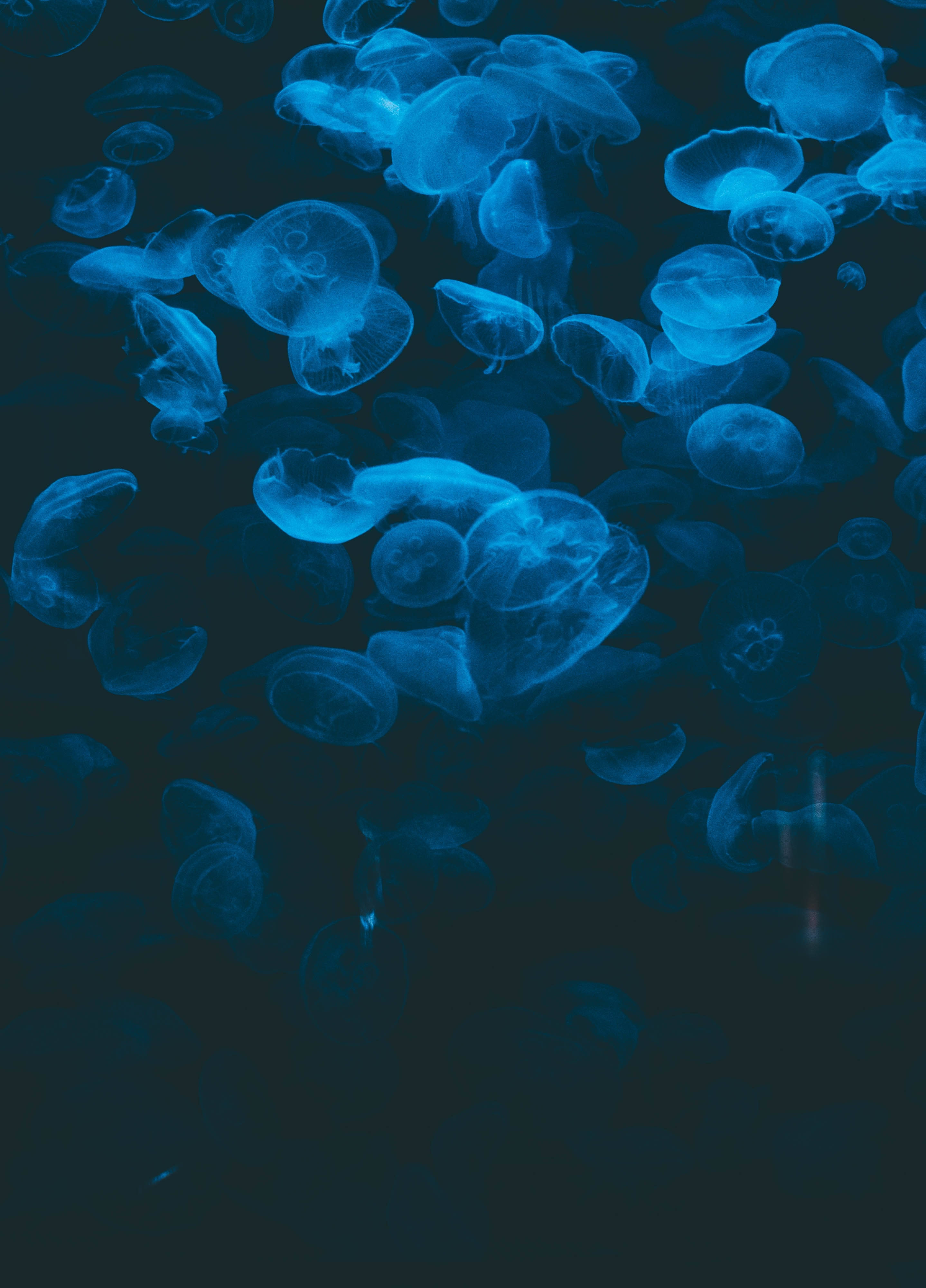 Isang magandang jellyfish na naglalayag sa malalim na asul na dagat Wallpaper