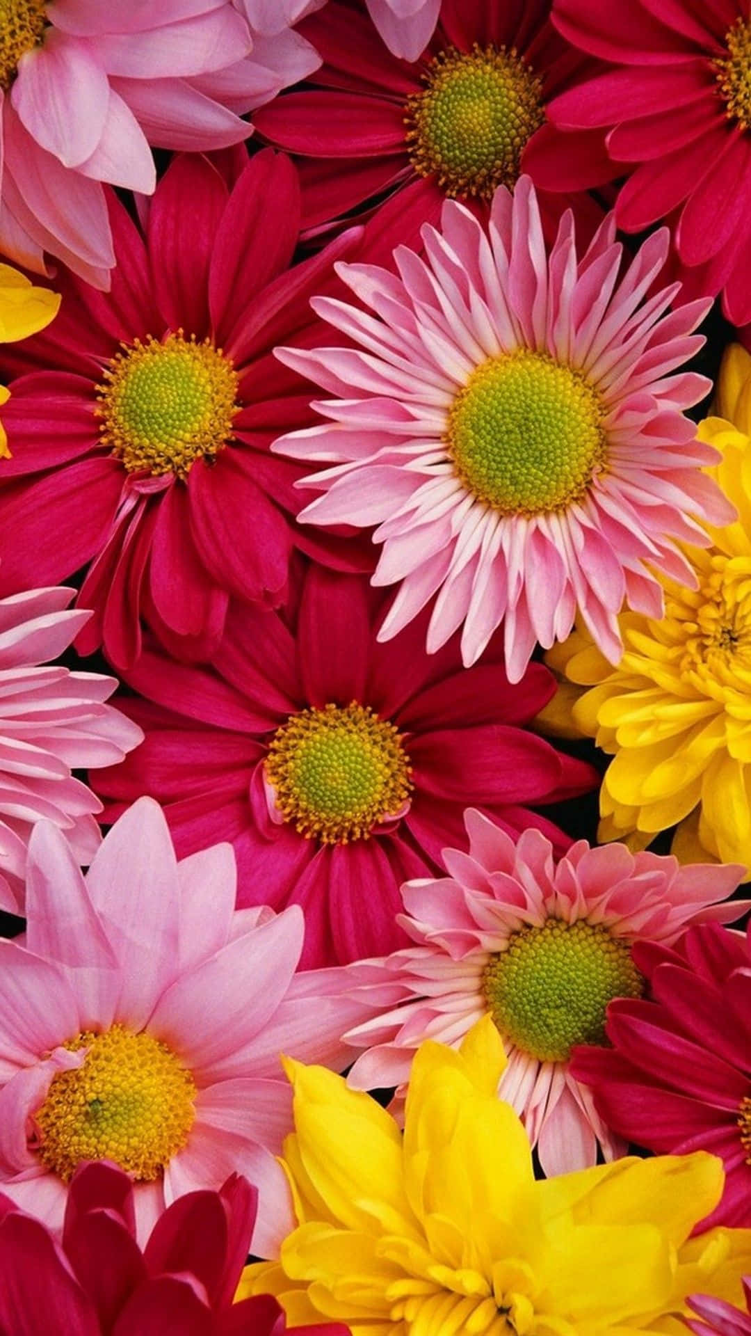 Isang magandang parang ng namumulaklak na mga bulaklak na nagdaragdag ng hawakan ng kalikasan sa iyong aparato Wallpaper