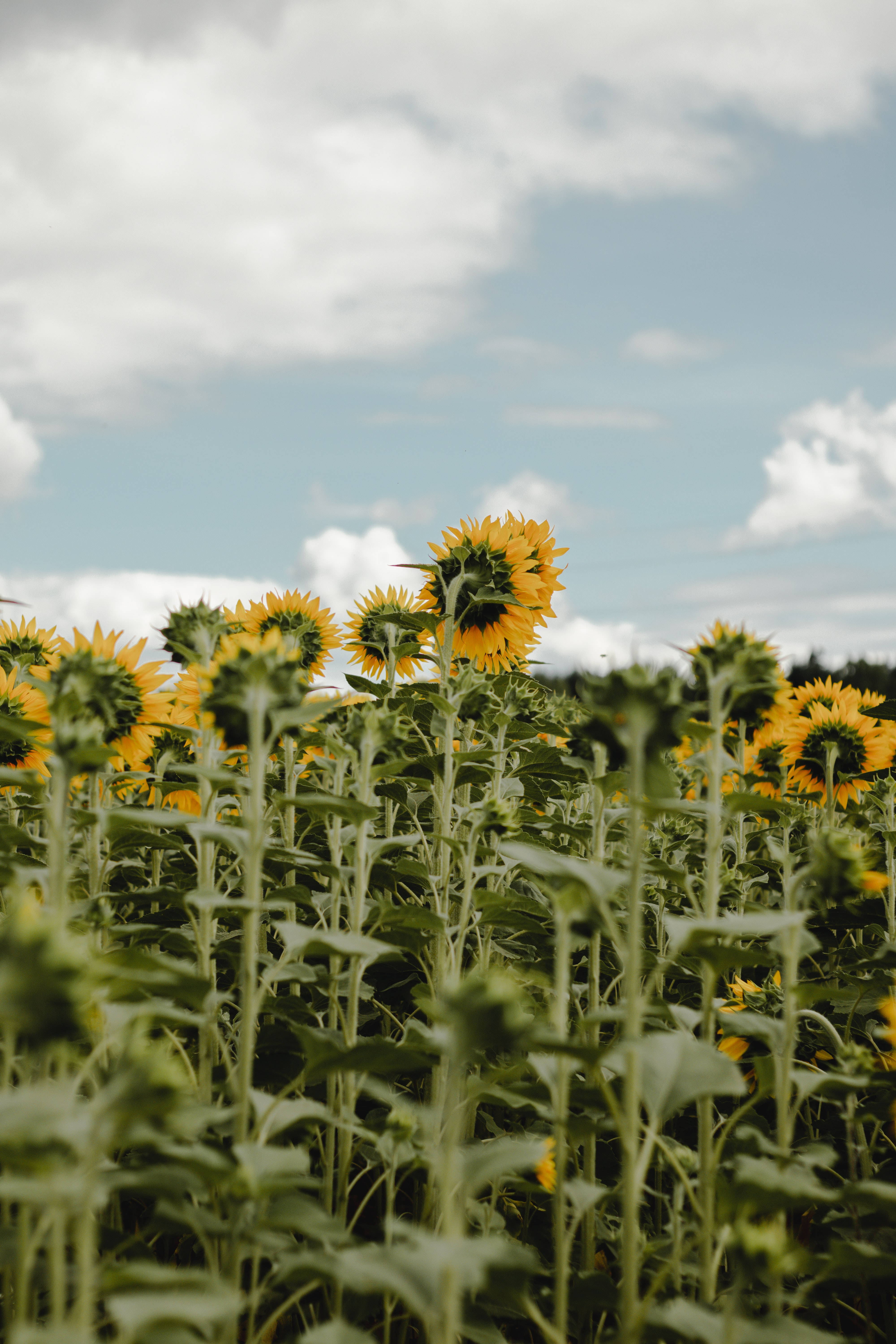 Isang magandang pagsikat ng araw sa isang bukirin ng vintage sunflower Wallpaper
