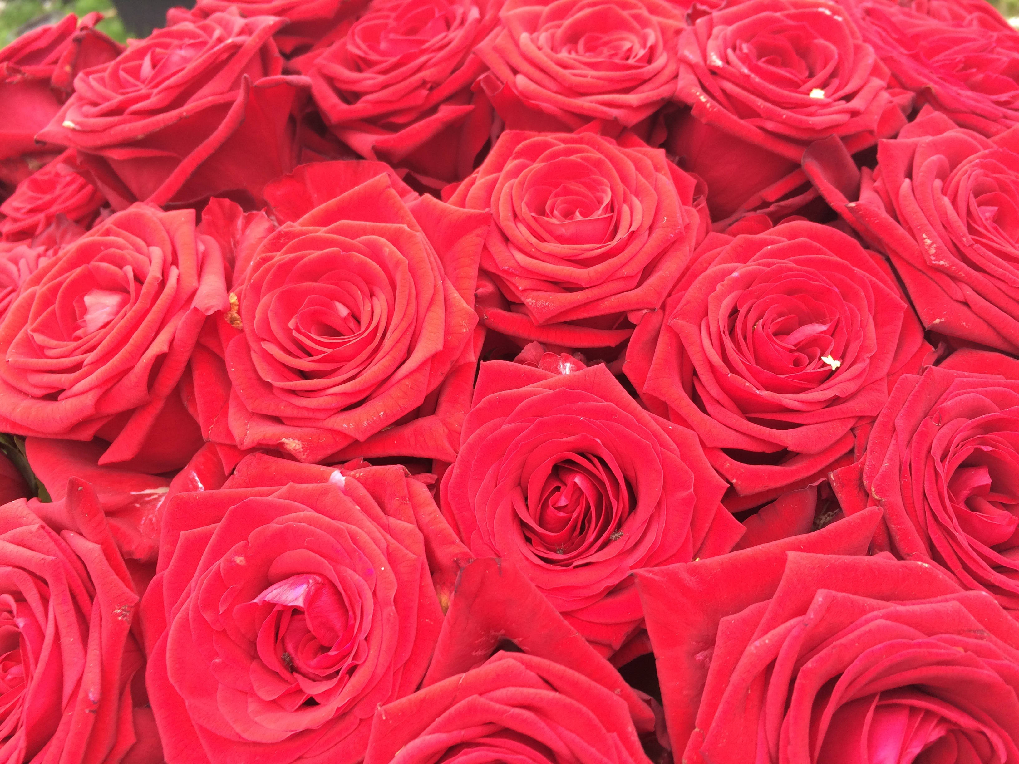 Isang magandang palumpon ng mga rosas para sa espesyal na tao Wallpaper