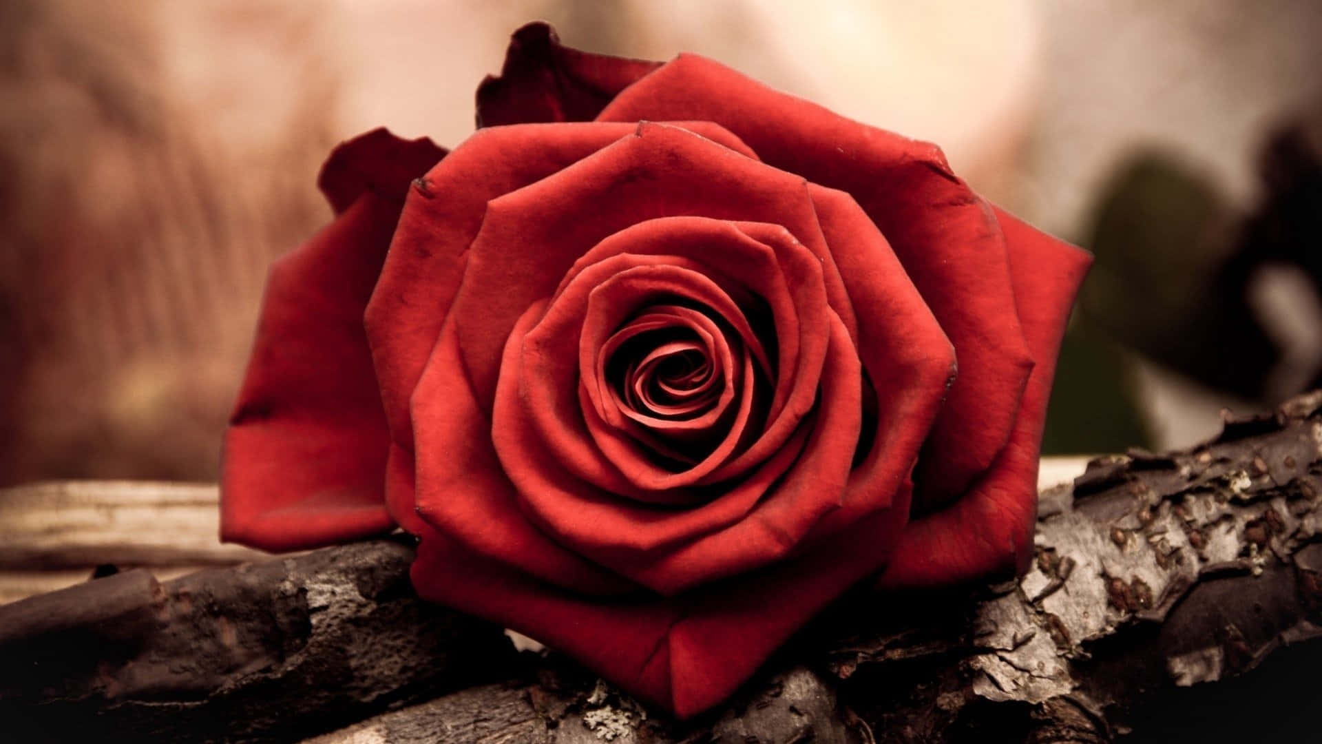 Isang magandang pamumulaklak ng mga pulang rosas Wallpaper