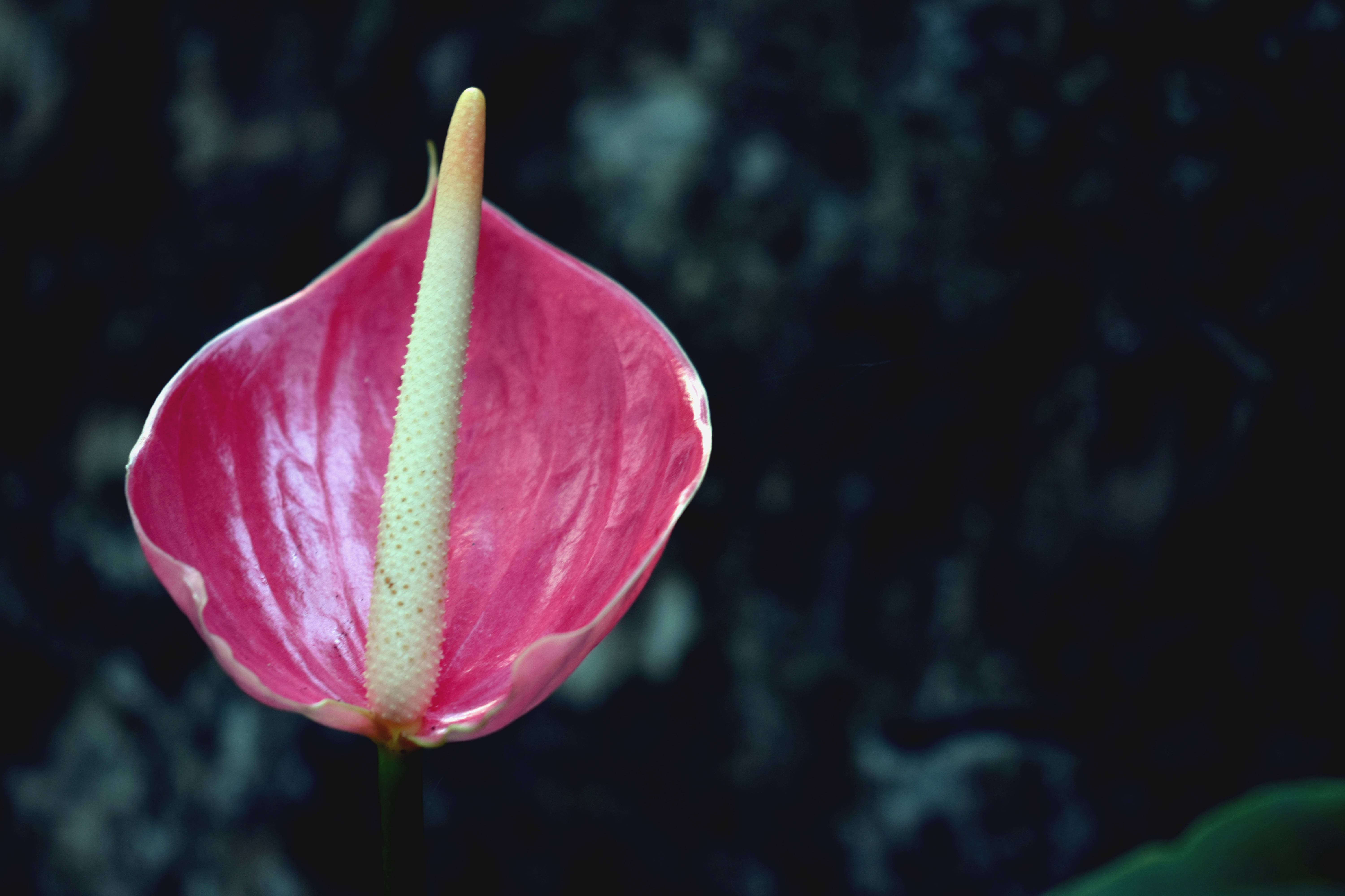 Isang Magandang Pink na Anthurium Wallpaper