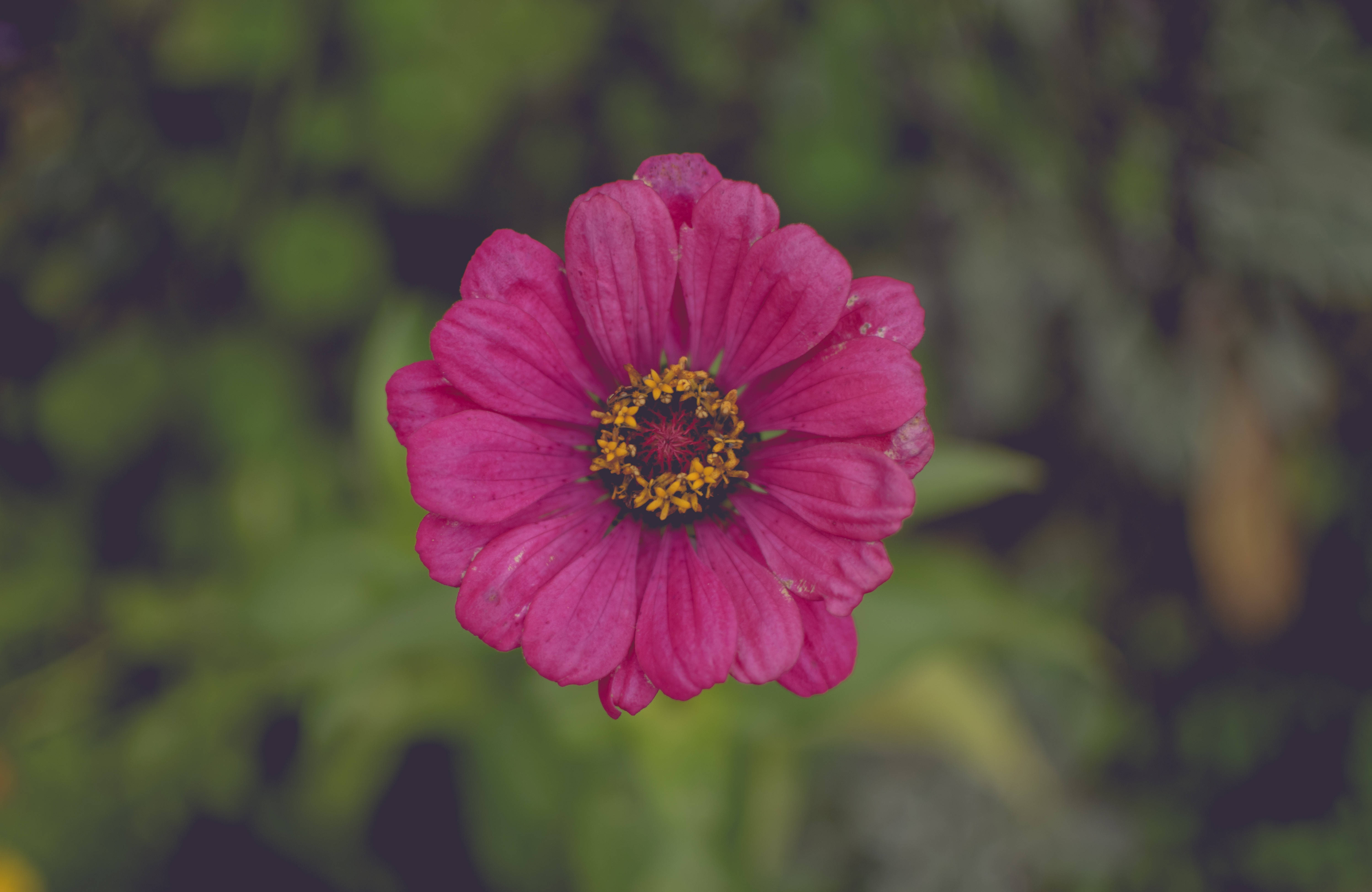 Isang magandang pink na bulaklak na sumisimbolo ng pag-ibig at kagalakan Wallpaper