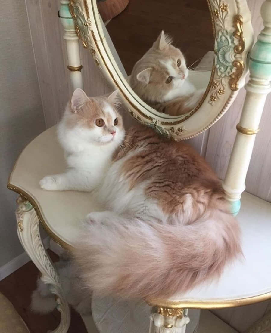"Isang magandang pusa, nahuli sa kalagitnaan ng hikab, na ipinapakita ang kanyang natatanging estetika." Wallpaper