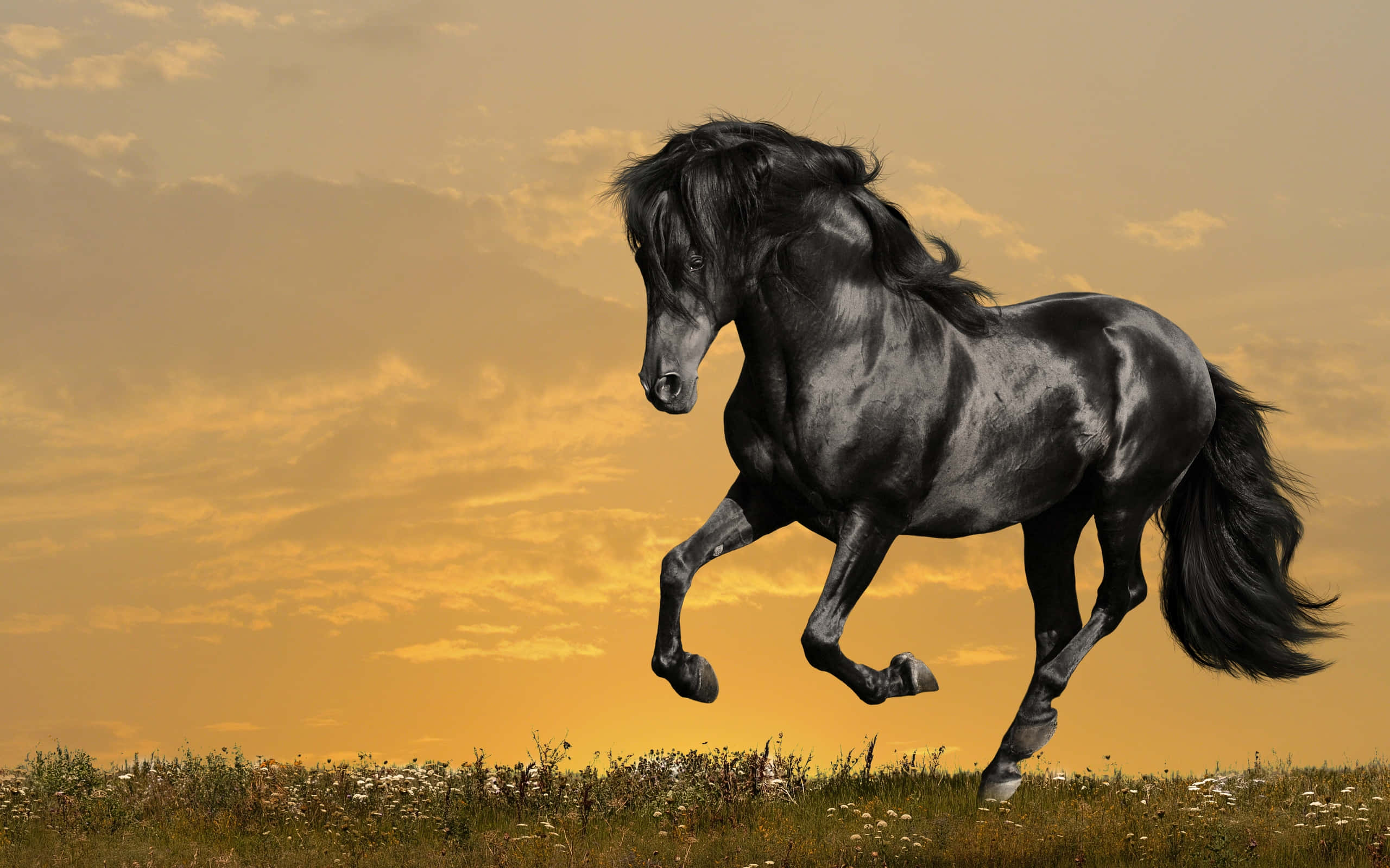 Isang magandang puting kabayo na tumatakbo sa isang maaraw na araw Wallpaper
