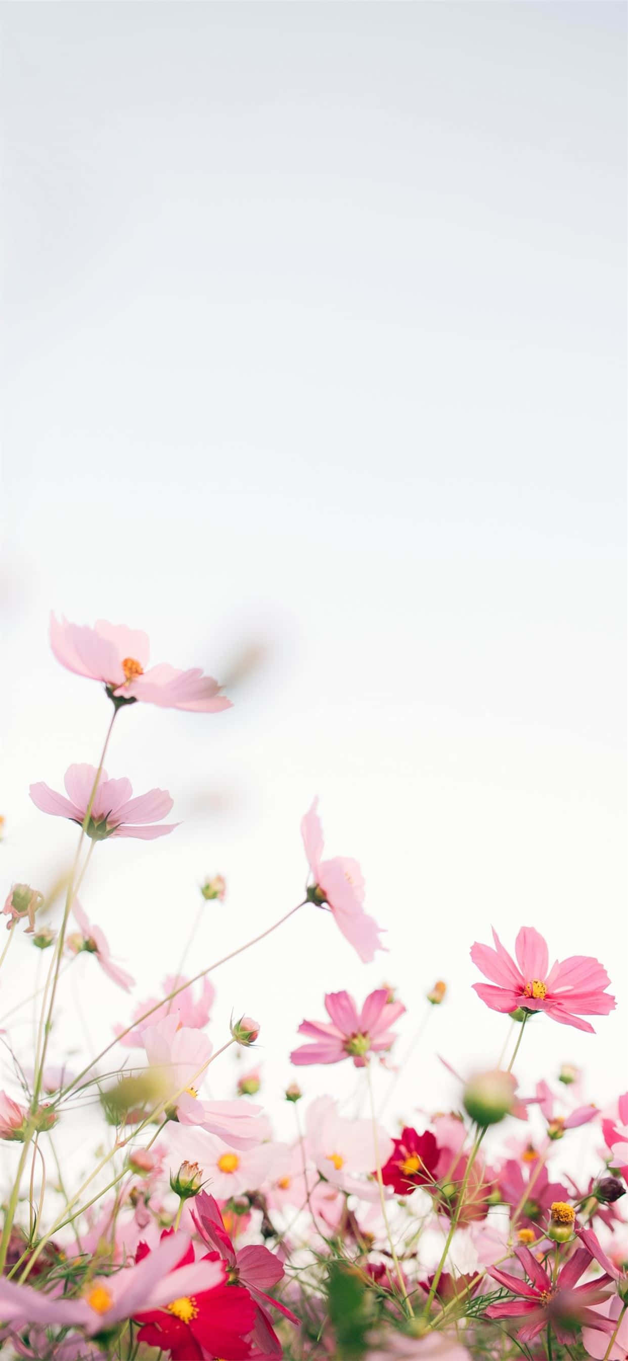 Isang magandang rosas na bulaklak laban sa puting background Wallpaper