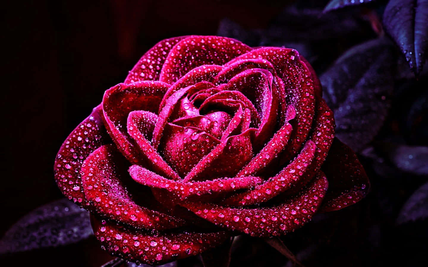 Isang magandang Rosas na ganap na namumulaklak Wallpaper