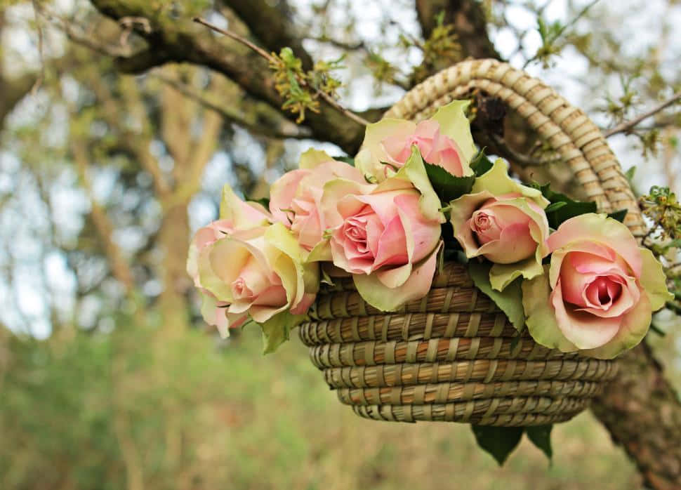 Isang magandang rosas na kulay pink Wallpaper