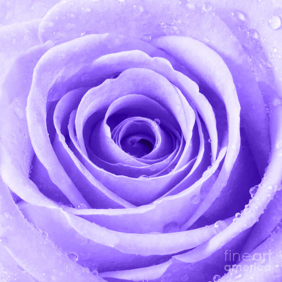 Isang magandang rosas na kulay pink na ganap na namumulaklak Wallpaper