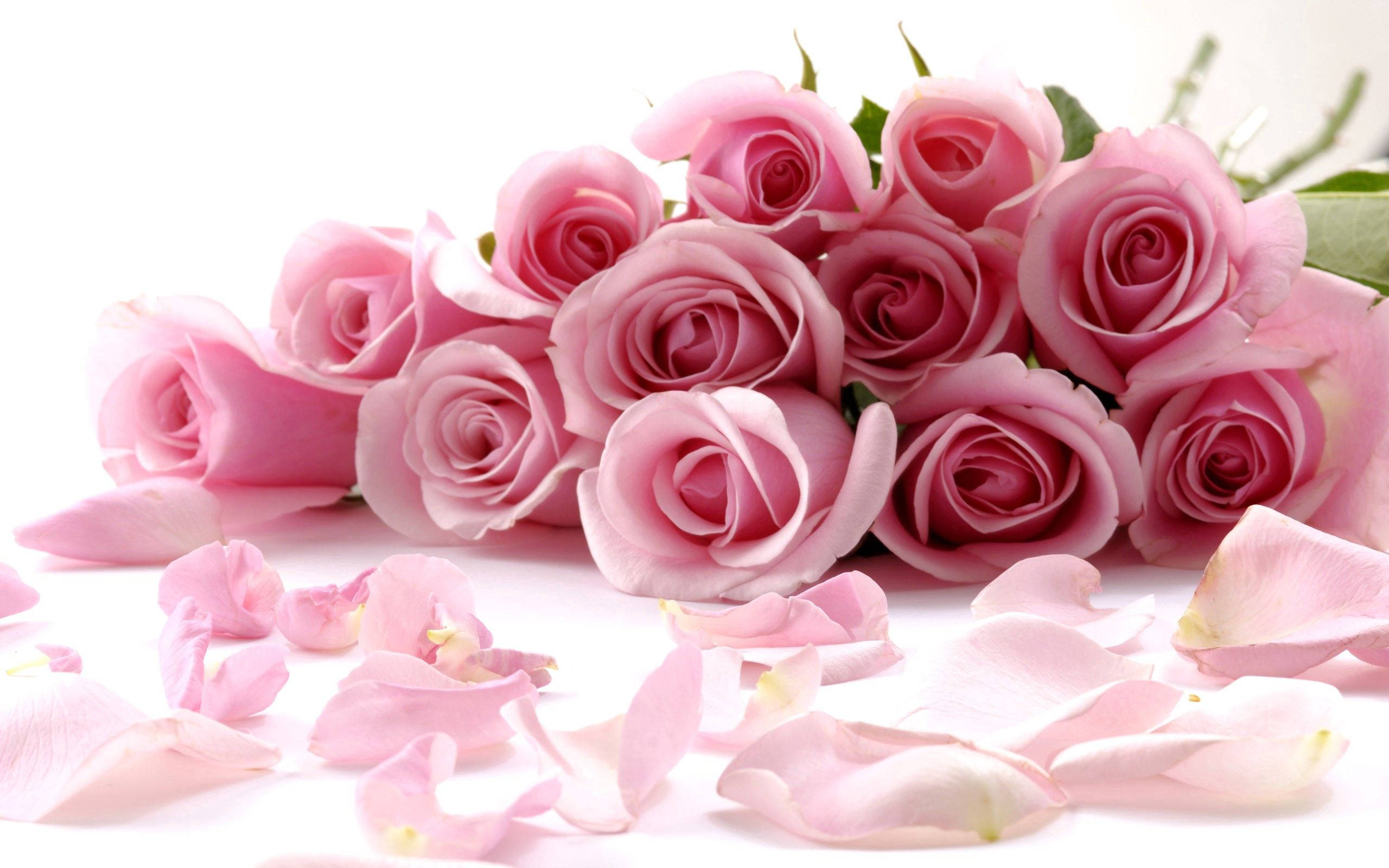 Isang magandang rosas sa gitna ng isang higaan ng mga talulot Wallpaper