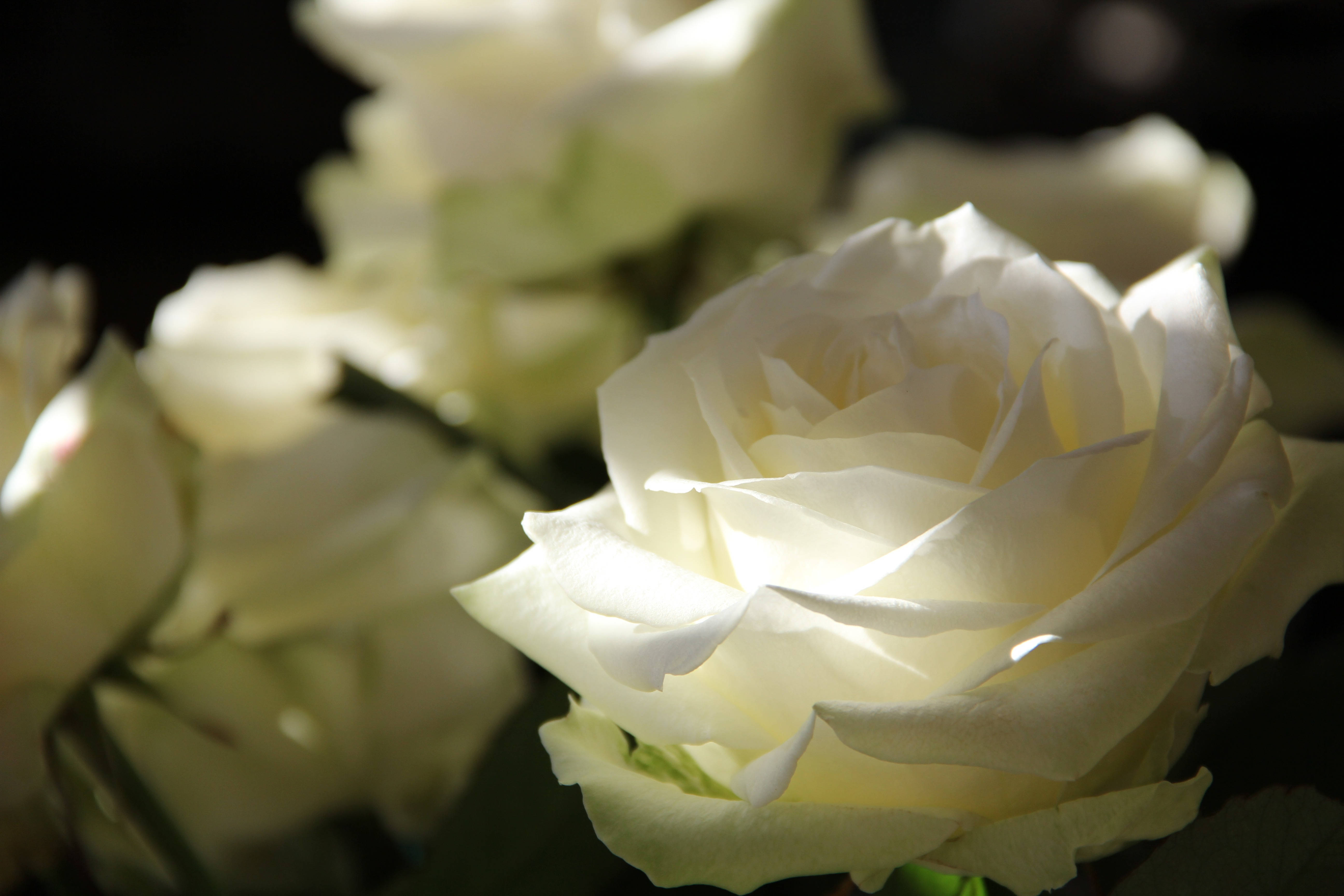 Isang magandang rosas sa liwanag ng madaling araw Wallpaper