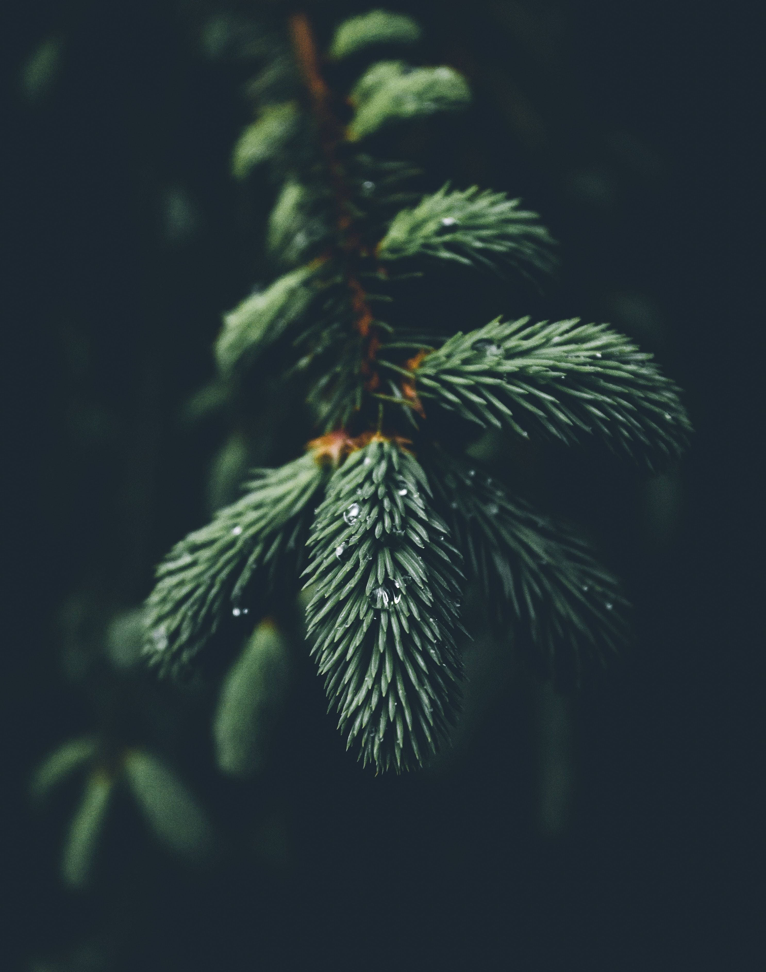 Isang magandang sanga ng puno na may malalagong berdeng dahon. Wallpaper
