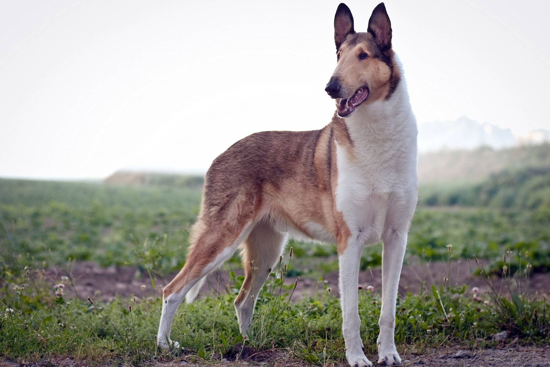 Isang magandang Smooth Collie na naglalaro sa damo! Wallpaper
