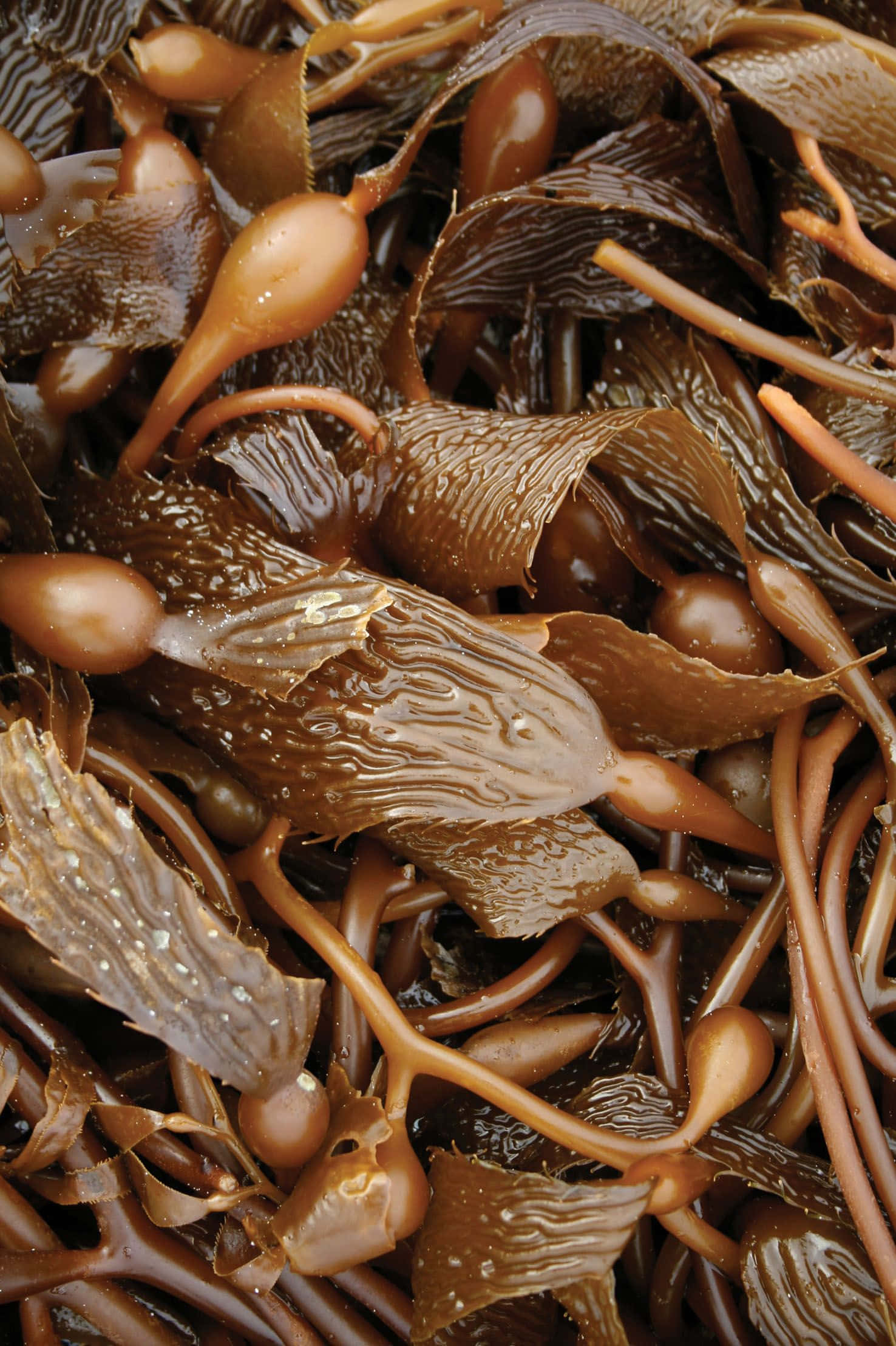 Isang magandang underwater scene na nagpapakita ng vibrant seaweed Wallpaper