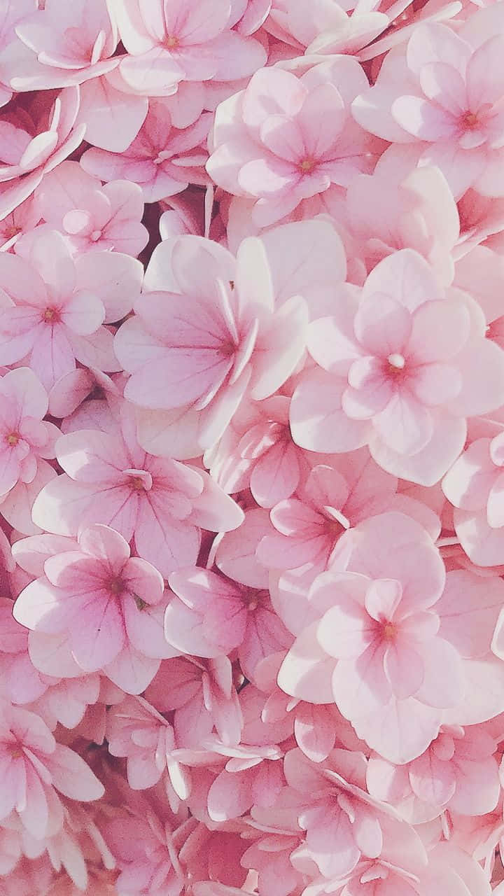 Isang magandang pattern ng mga rosas na bulaklak laban sa puting background. Wallpaper