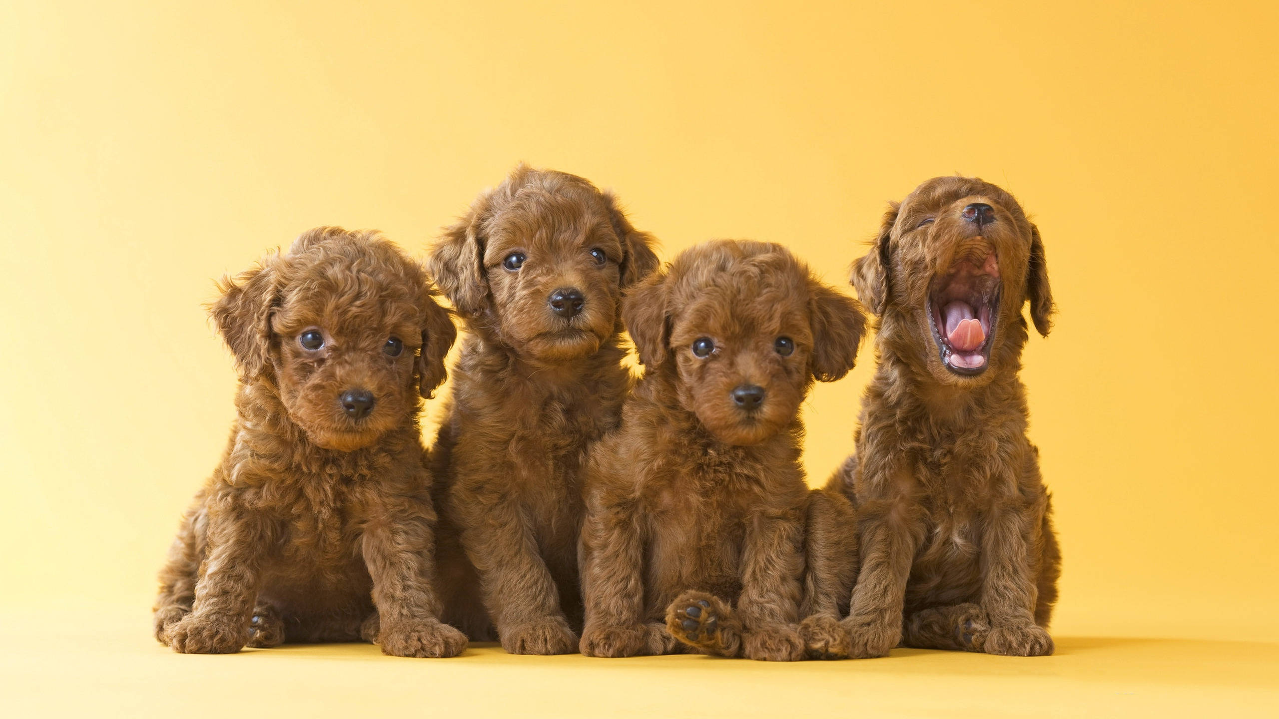 Isang Magkakapatid na Kaibig-ibig na Brown Toy Poodle Puppies Wallpaper