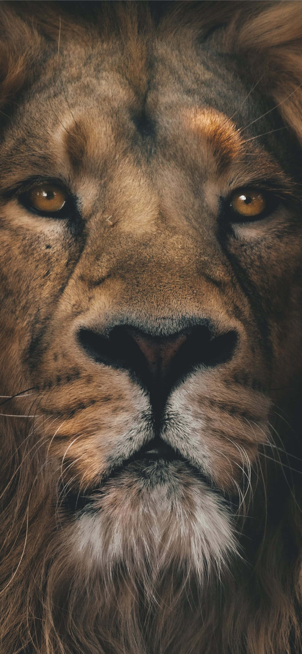 Isang Maringal na Leon na Umungal sa Ilang Wallpaper