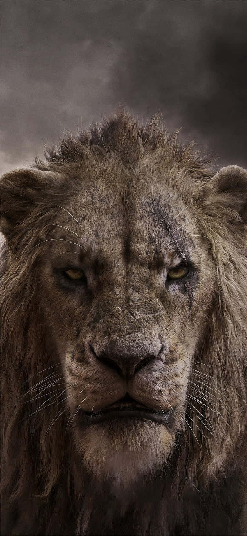 Isang Majestic na Leon na Nagmamasid sa Wild Wallpaper