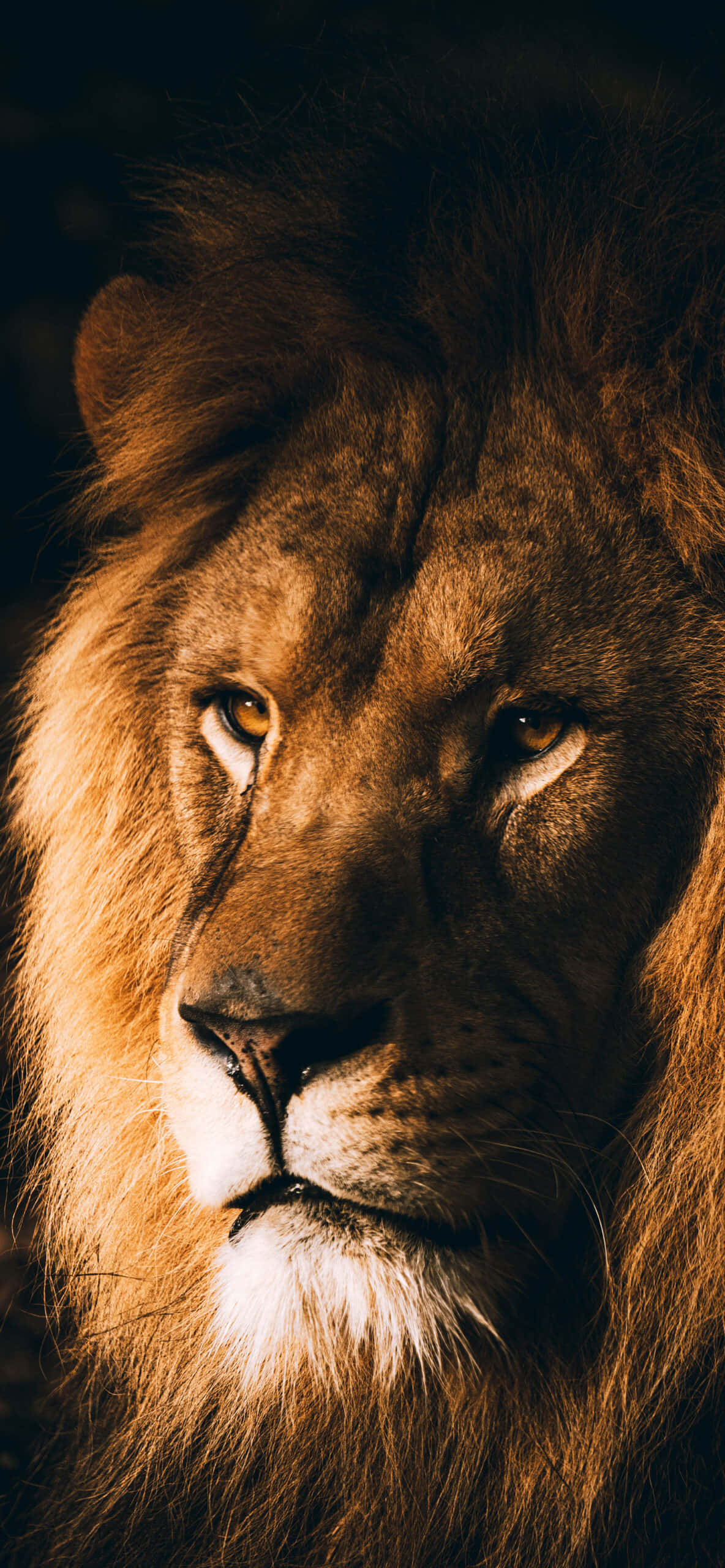 Isang makapangyarihang leon na umuungal sa camera Wallpaper