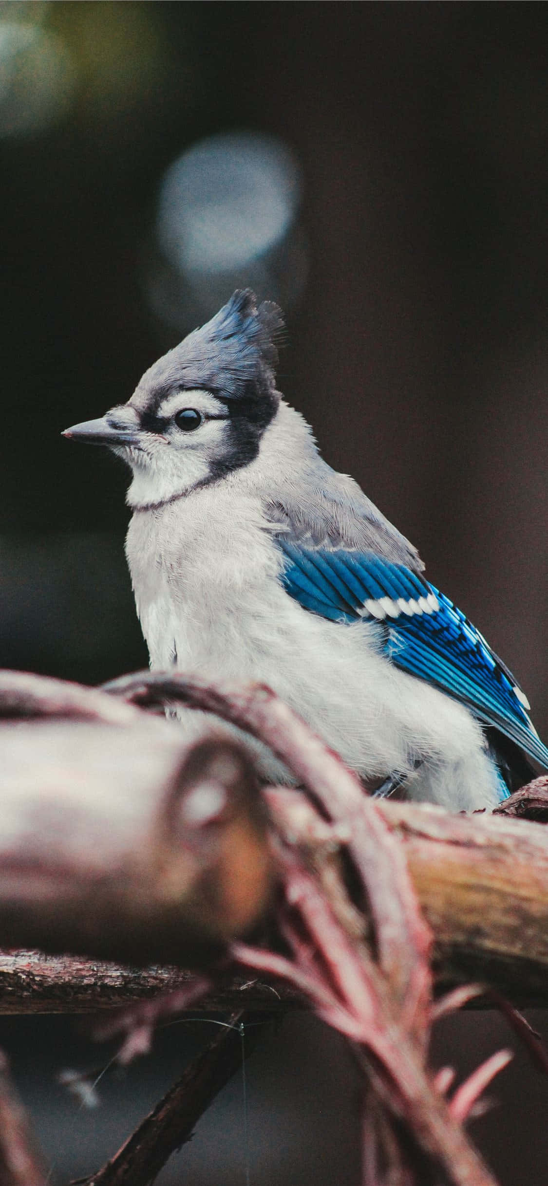 Isang makislap na blue jay na nakatayo sa ibabaw ng isang sanga, nagmamasid sa kanyang paligid. Wallpaper