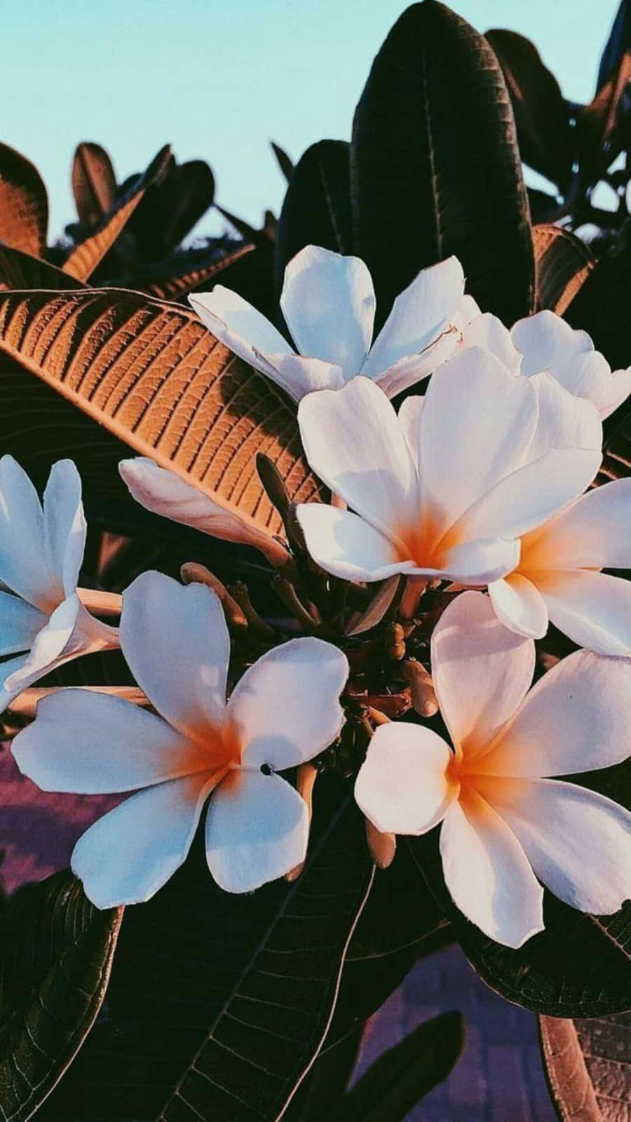 Isang makulay at masiglang aesthetic na parang ng mga bulaklak, perpekto para sa anumang espesyal na okasyon. Wallpaper
