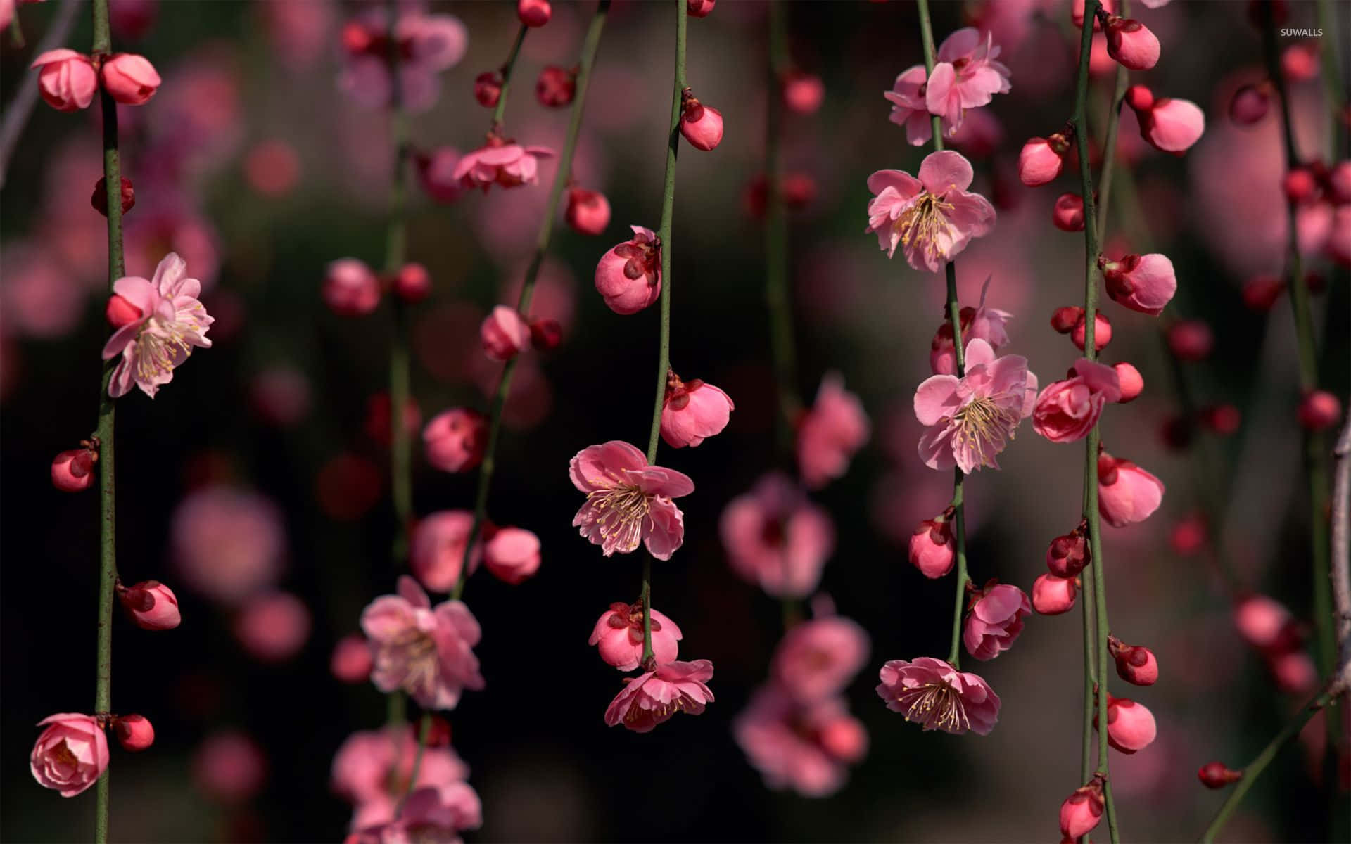 Isang Makulay na Tag-init ng Rosas na Bulaklak Wallpaper