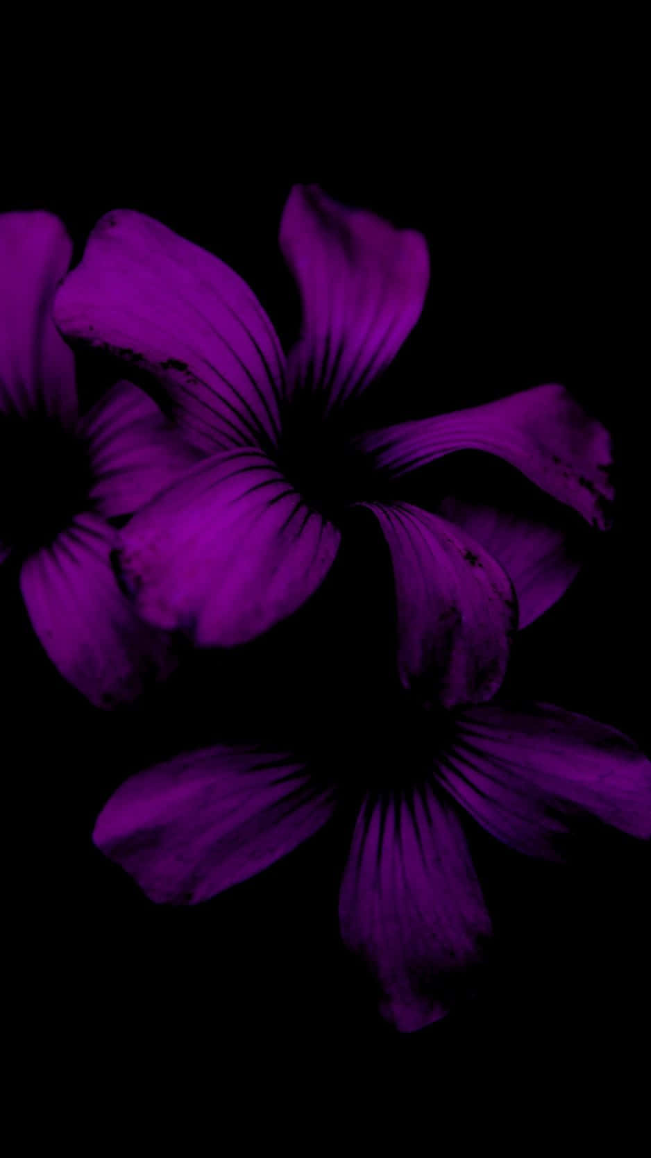 Isang makulay na bulaklak na namumukadkad laban sa itim na background ng isang iPhone. Wallpaper