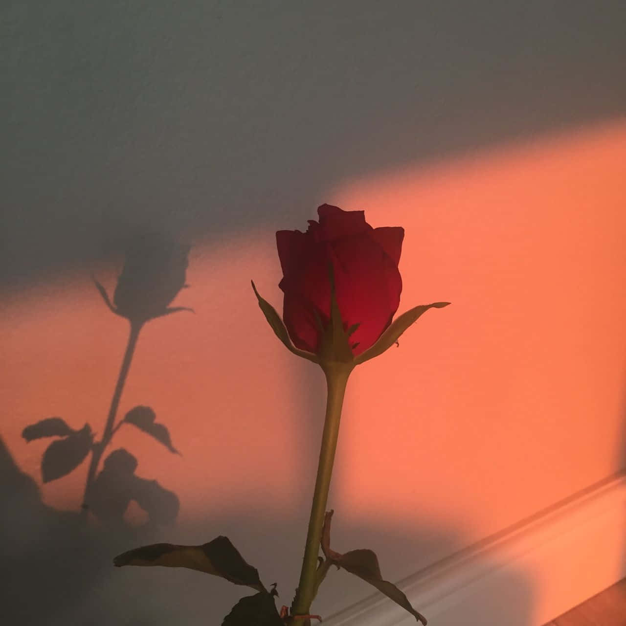 Isang makulay na pulang rosas ang namumukod-tangi sa isang malambot at aesthetic na pokus. Wallpaper