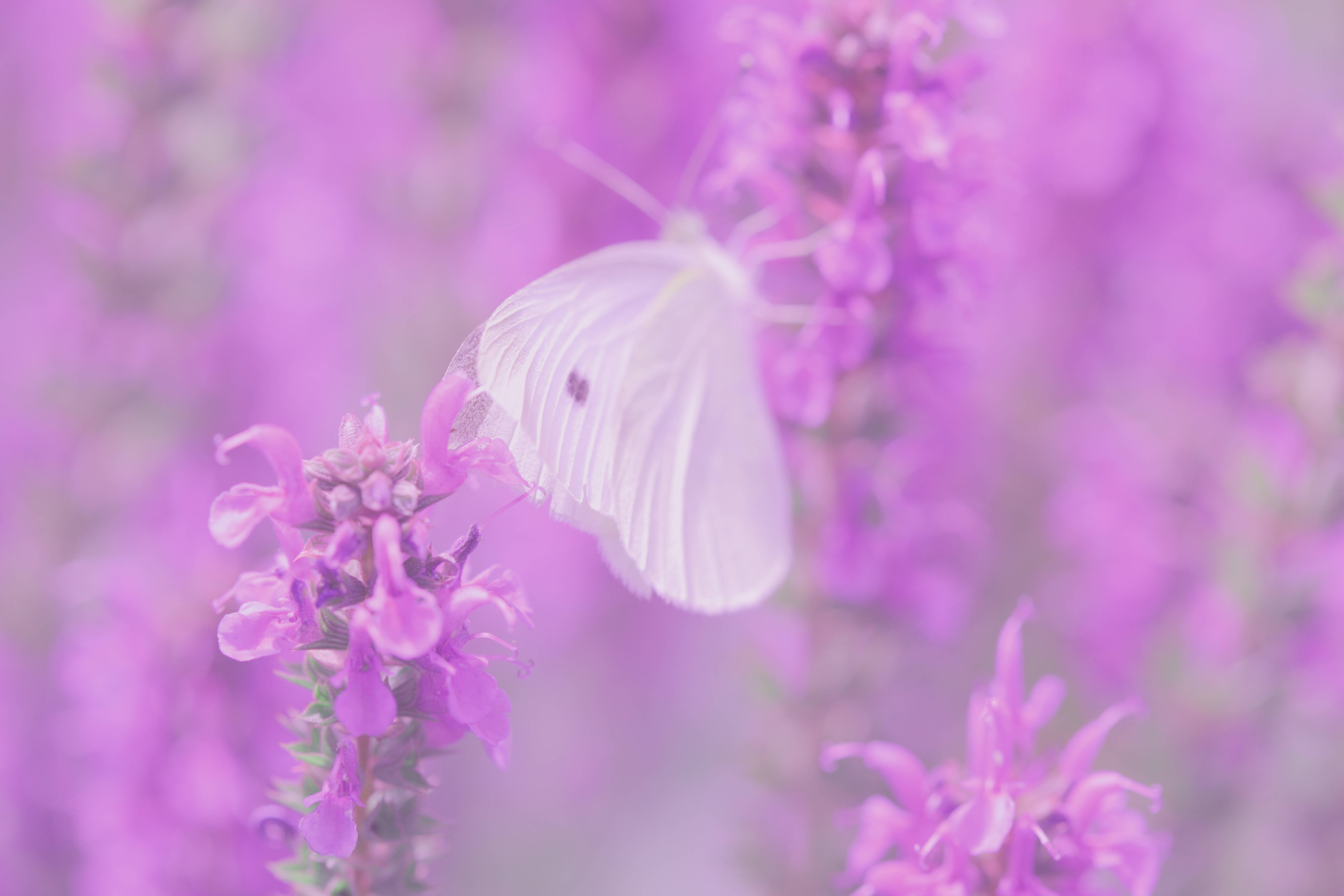 Isang Makulay na Paru-paro na Nakadapo sa mga Bulaklak na Lilac Wallpaper