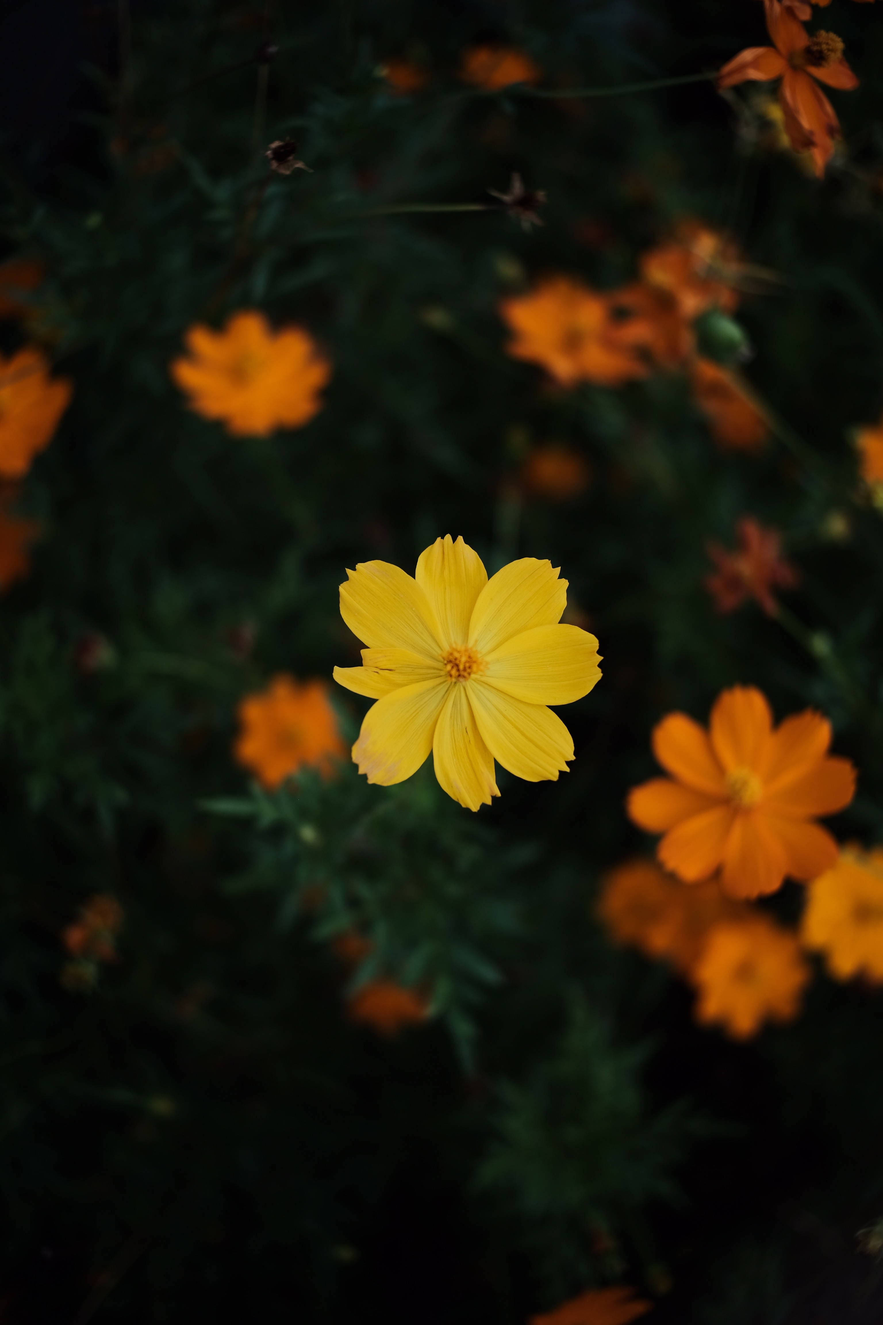 Isang makulay, vibrant na display ng cosmic flowers na naka-set laban sa isang malalim, dim na background Wallpaper