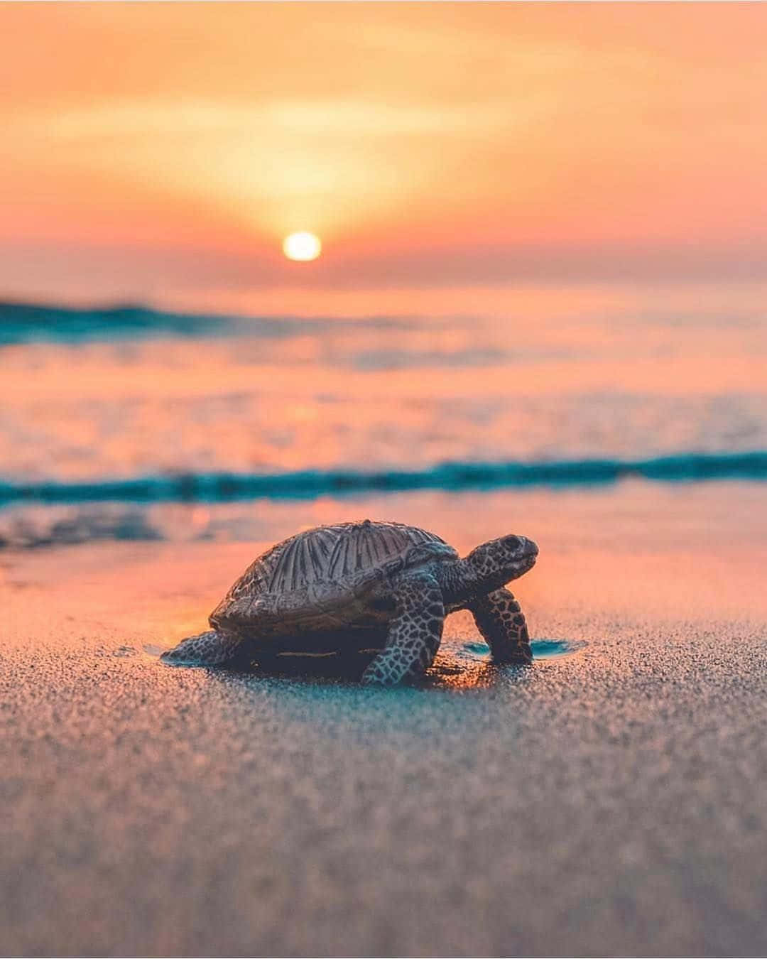 Isang malaki at masayang ngiti sa nakatutuwang pagong na ito! Wallpaper
