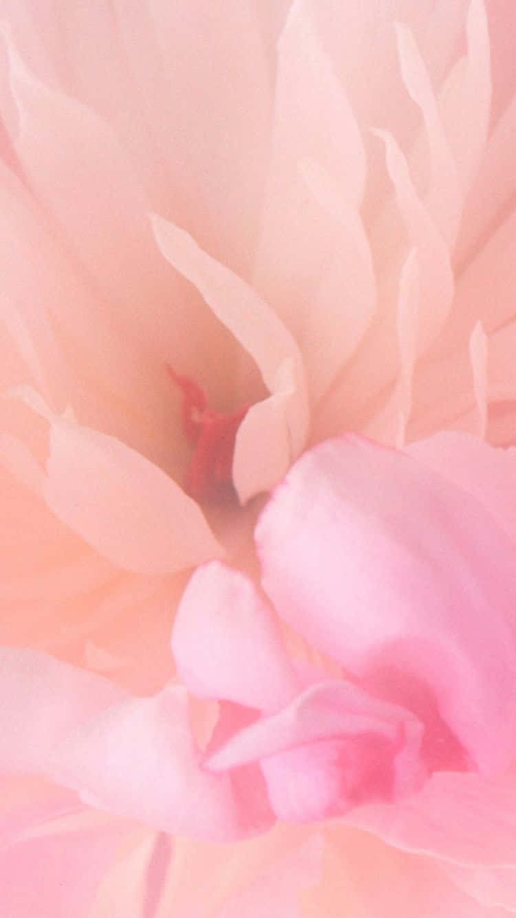 Isang malambot at magandang rosas na bulaklak laban sa luntiang background Wallpaper